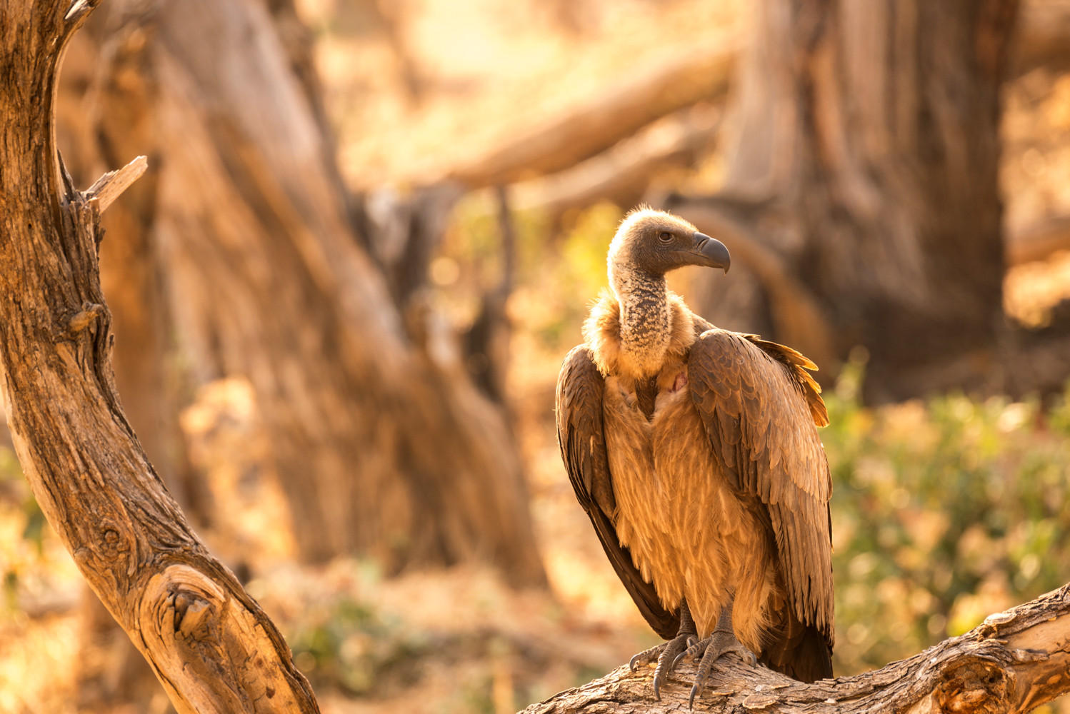 Griffon Vulture : Zimbabwe, Where Elephants Reign : ELIZABETH SANJUAN PHOTOGRAPHY