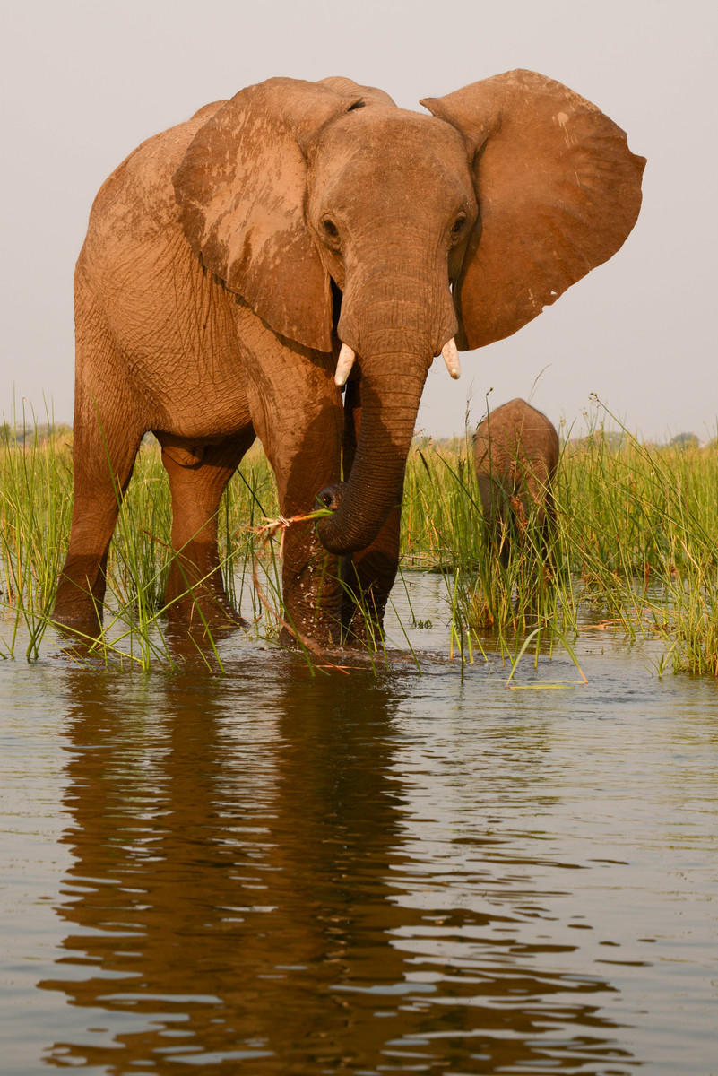 Mana Pool : Zimbabwe, Where Elephants Reign : ELIZABETH SANJUAN PHOTOGRAPHY