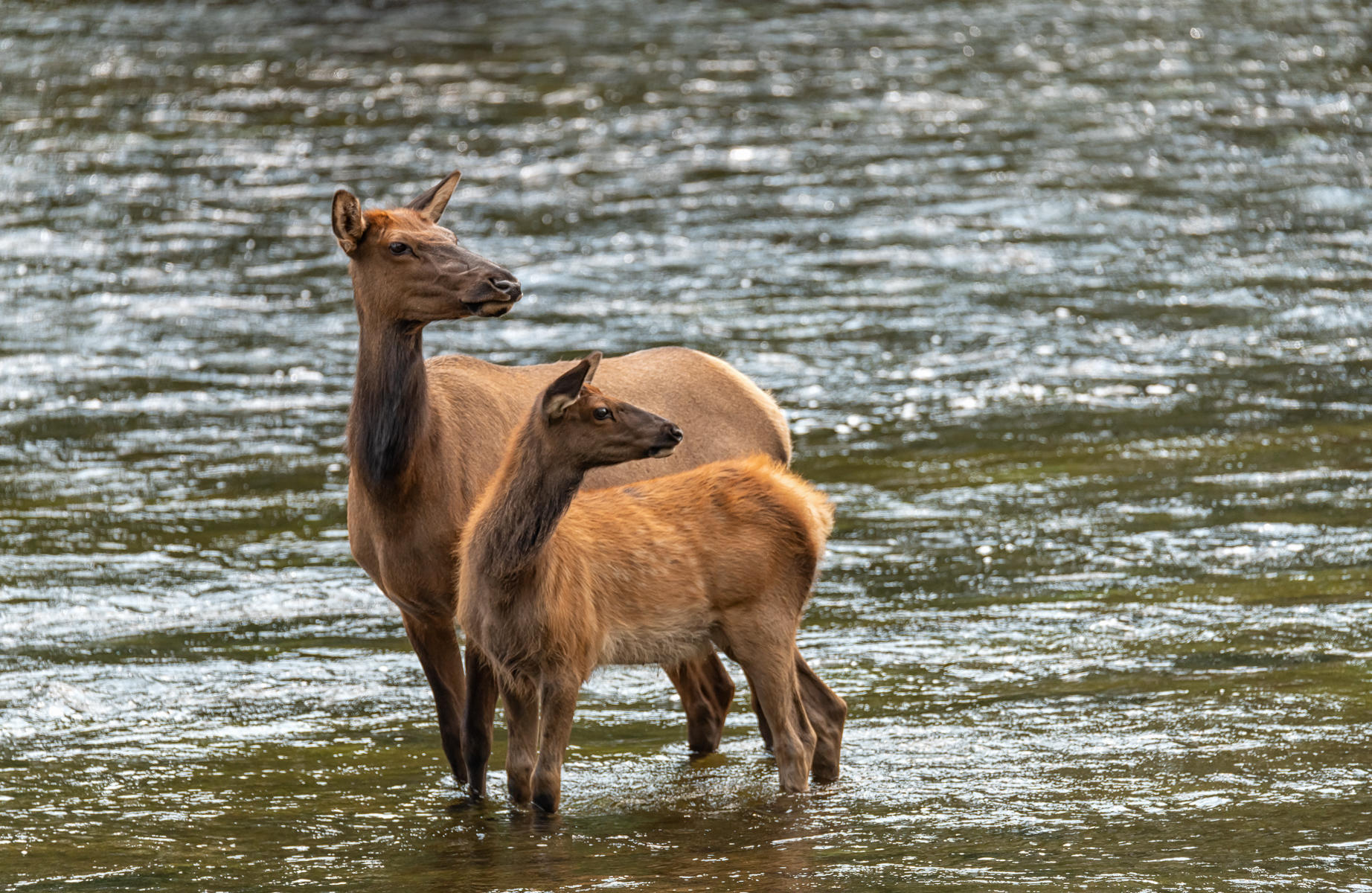 Mama and Junior Elk : Earthbound : ELIZABETH SANJUAN PHOTOGRAPHY