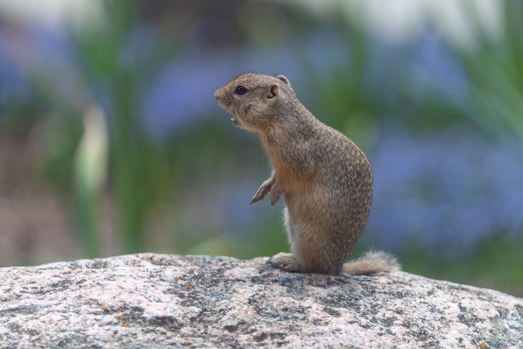 Wyoming Ground Squirrel  : Earthbound : ELIZABETH SANJUAN PHOTOGRAPHY