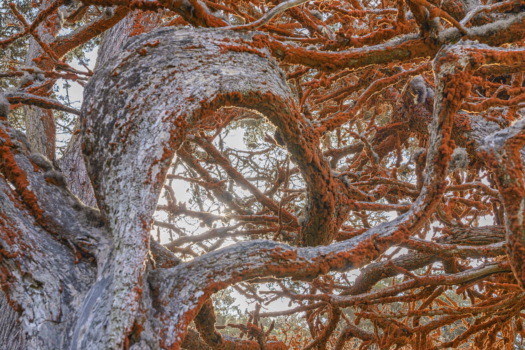 Cypress Tree, Point Lobos : Trees, Our Oxygen : ELIZABETH SANJUAN PHOTOGRAPHY