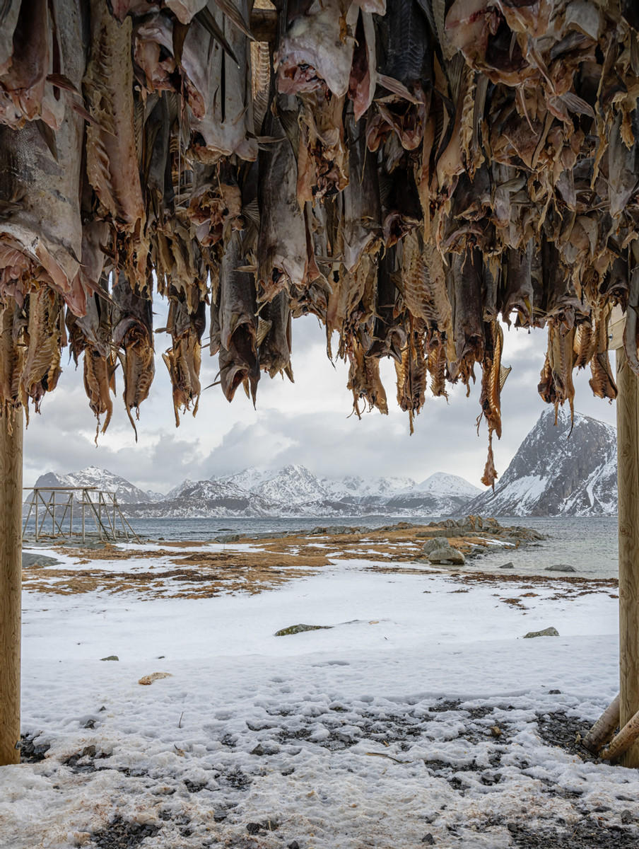 Fish Arch : Norway, Lofoten, Land of Cod : ELIZABETH SANJUAN PHOTOGRAPHY