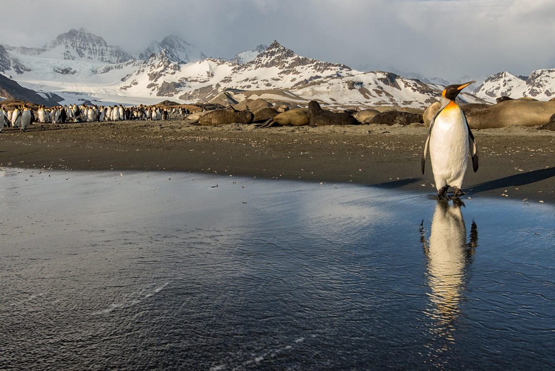 Reflection : South Georgia Island, Penguin Kingdom  : ELIZABETH SANJUAN PHOTOGRAPHY