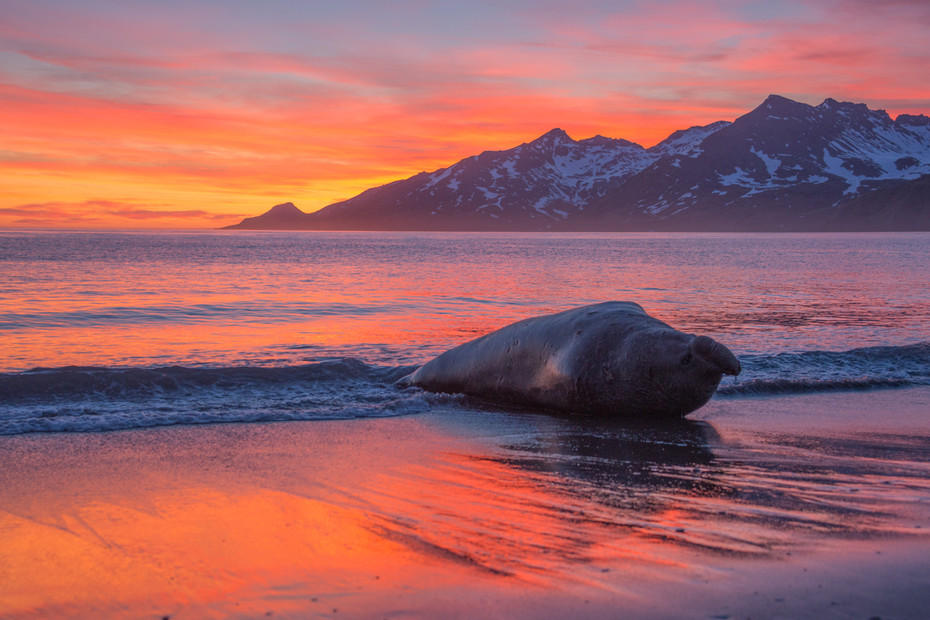 Elephant Seal Sunrise : South Georgia Island, Penguin Kingdom  : ELIZABETH SANJUAN PHOTOGRAPHY