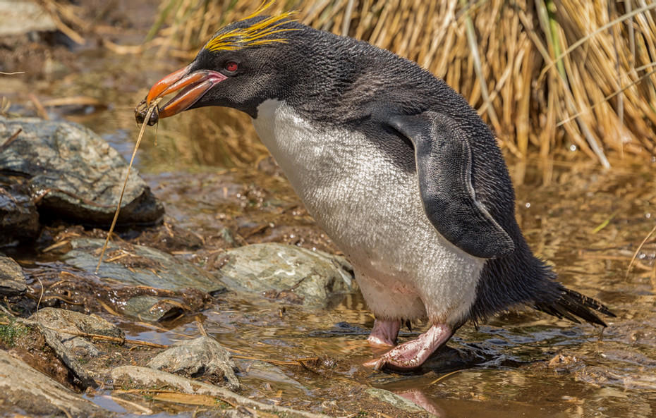 Macaroni Nest making. : South Georgia Island, Penguin Kingdom  : ELIZABETH SANJUAN PHOTOGRAPHY