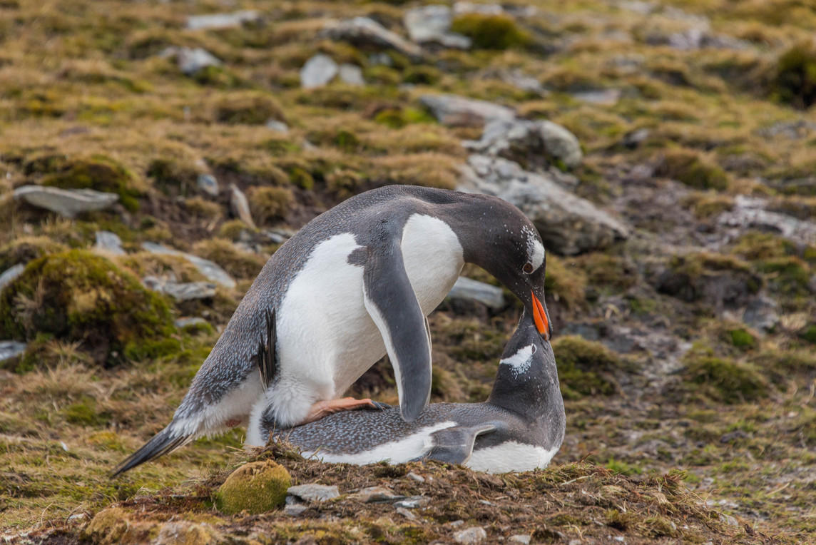 Gentoo Love : South Georgia Island, Penguin Kingdom  : ELIZABETH SANJUAN PHOTOGRAPHY