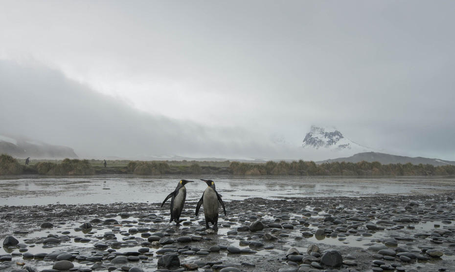 Mud in the Mountains : South Georgia Island, Penguin Kingdom  : ELIZABETH SANJUAN PHOTOGRAPHY