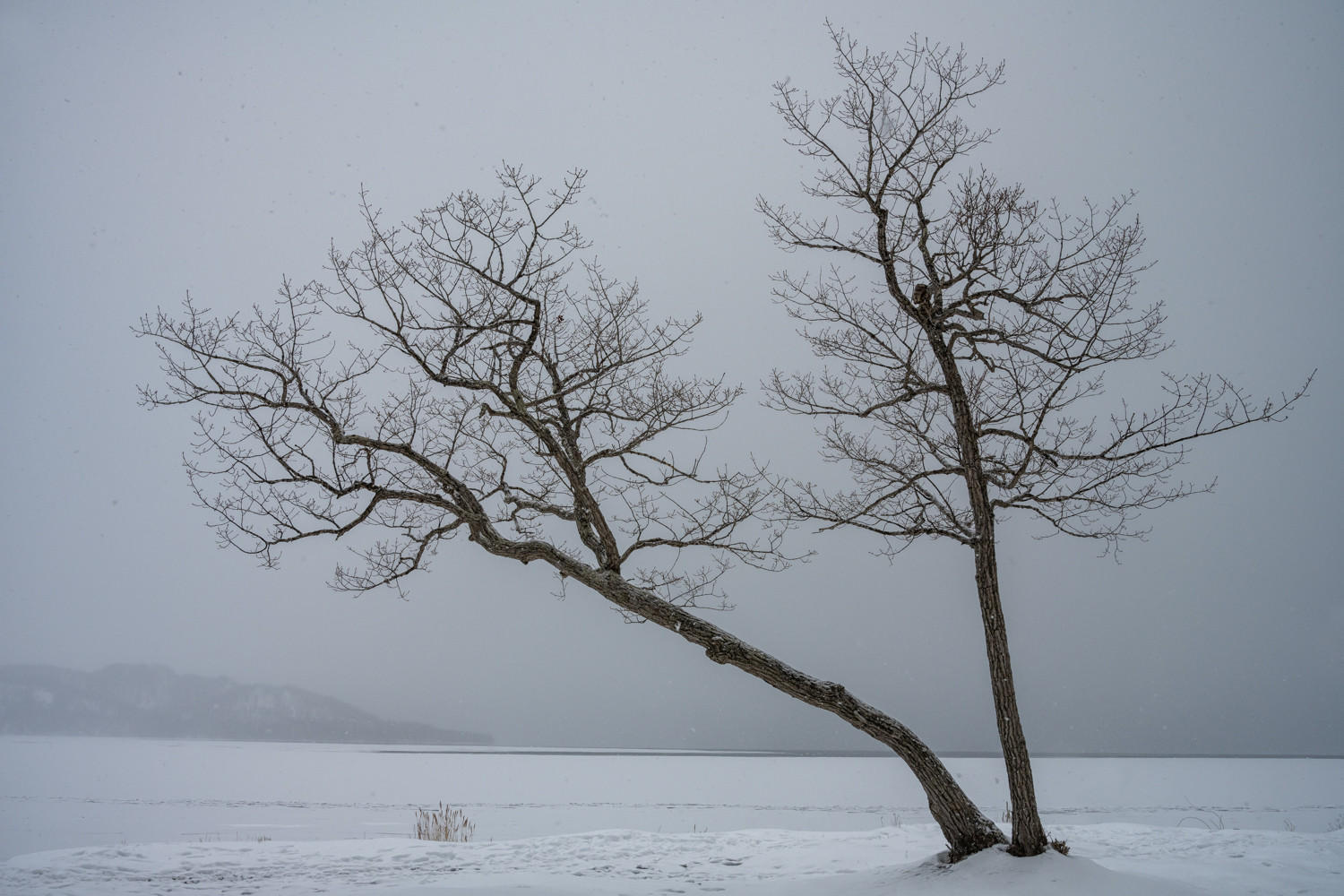 Man in the Tree : Japan, Hokkaido, Snowbound : ELIZABETH SANJUAN PHOTOGRAPHY