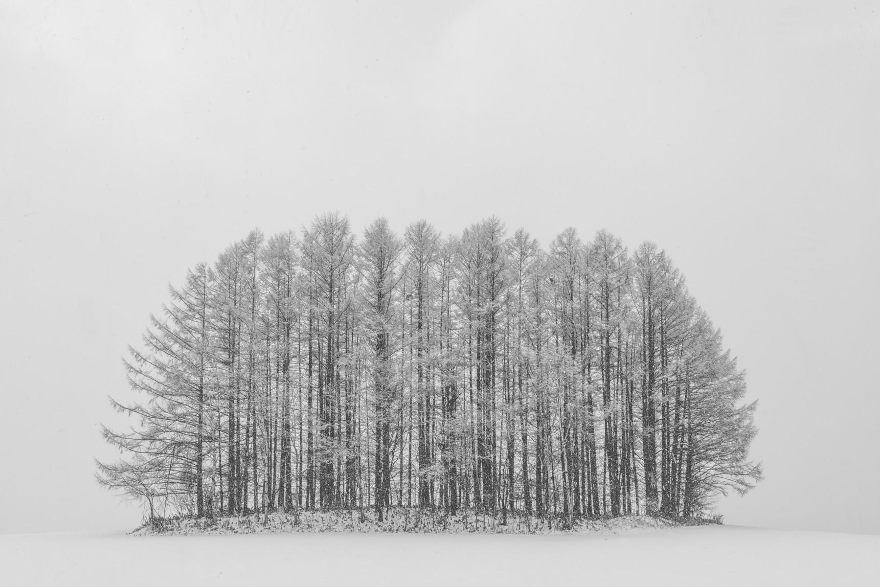 United in Snow, Japan : Trees, Our Oxygen : ELIZABETH SANJUAN PHOTOGRAPHY