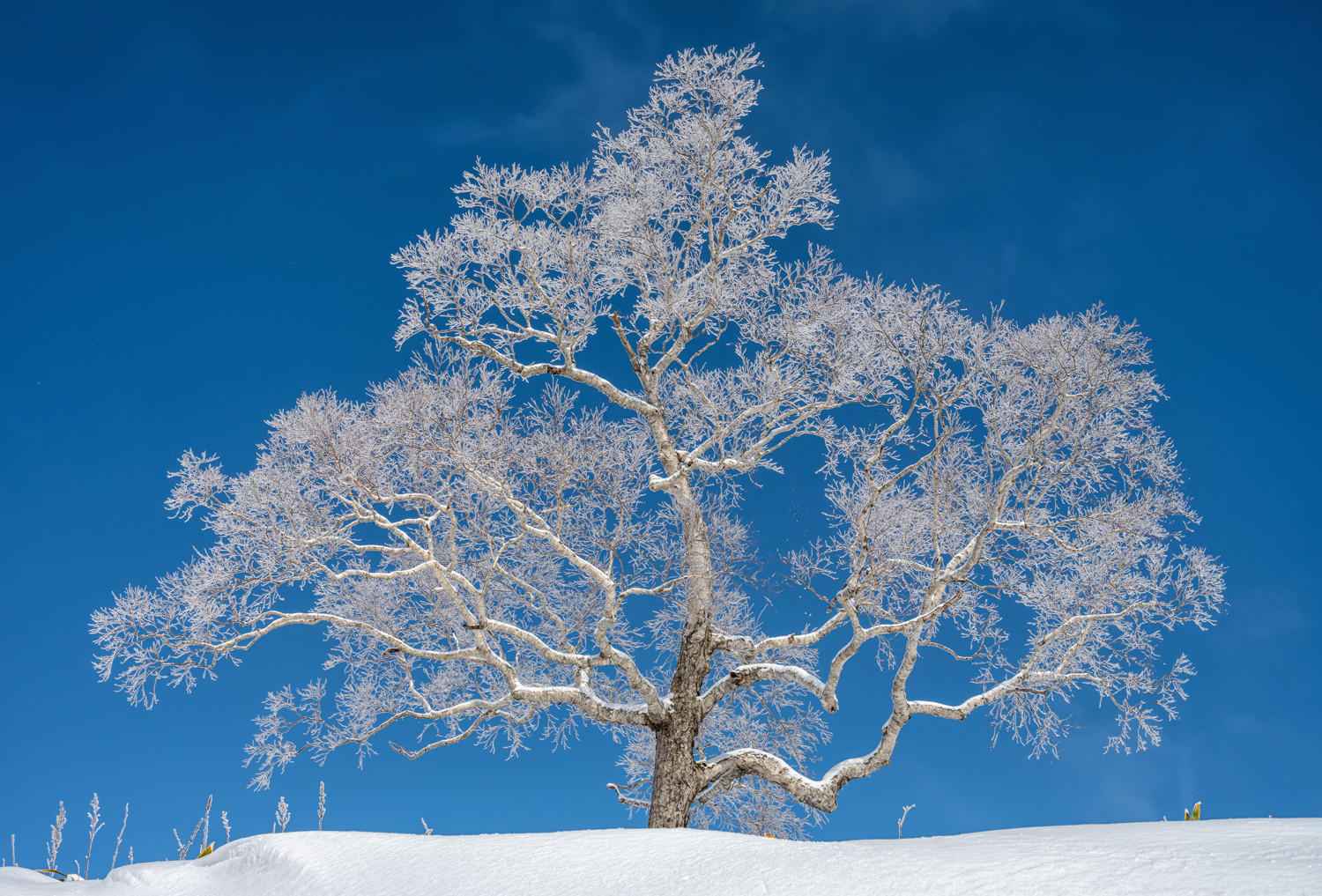 Iced : Japan, Hokkaido, Silent Snow : ELIZABETH SANJUAN PHOTOGRAPHY