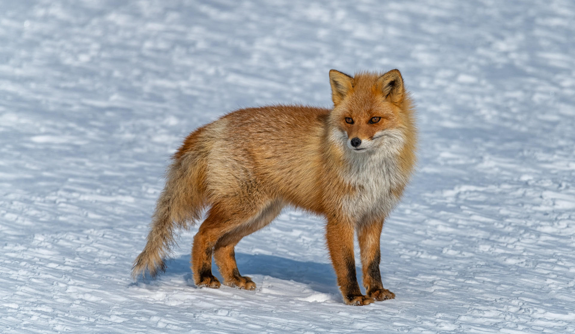 Red Fox : Earthbound : ELIZABETH SANJUAN PHOTOGRAPHY