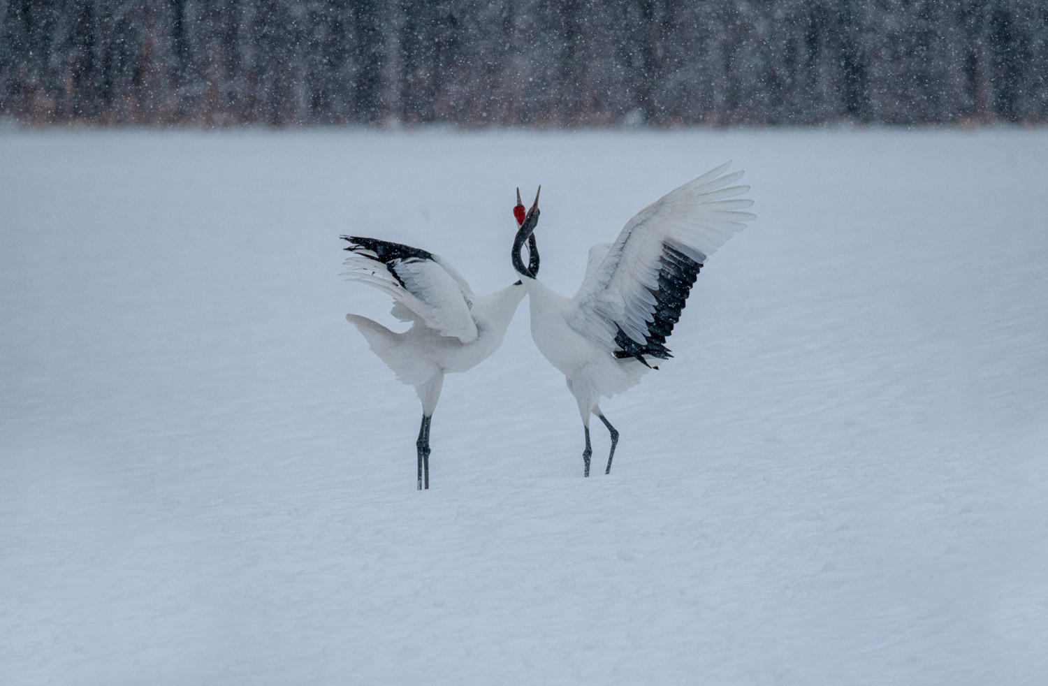 The Dance : Japan, Hokkaido, Silent Snow : ELIZABETH SANJUAN PHOTOGRAPHY