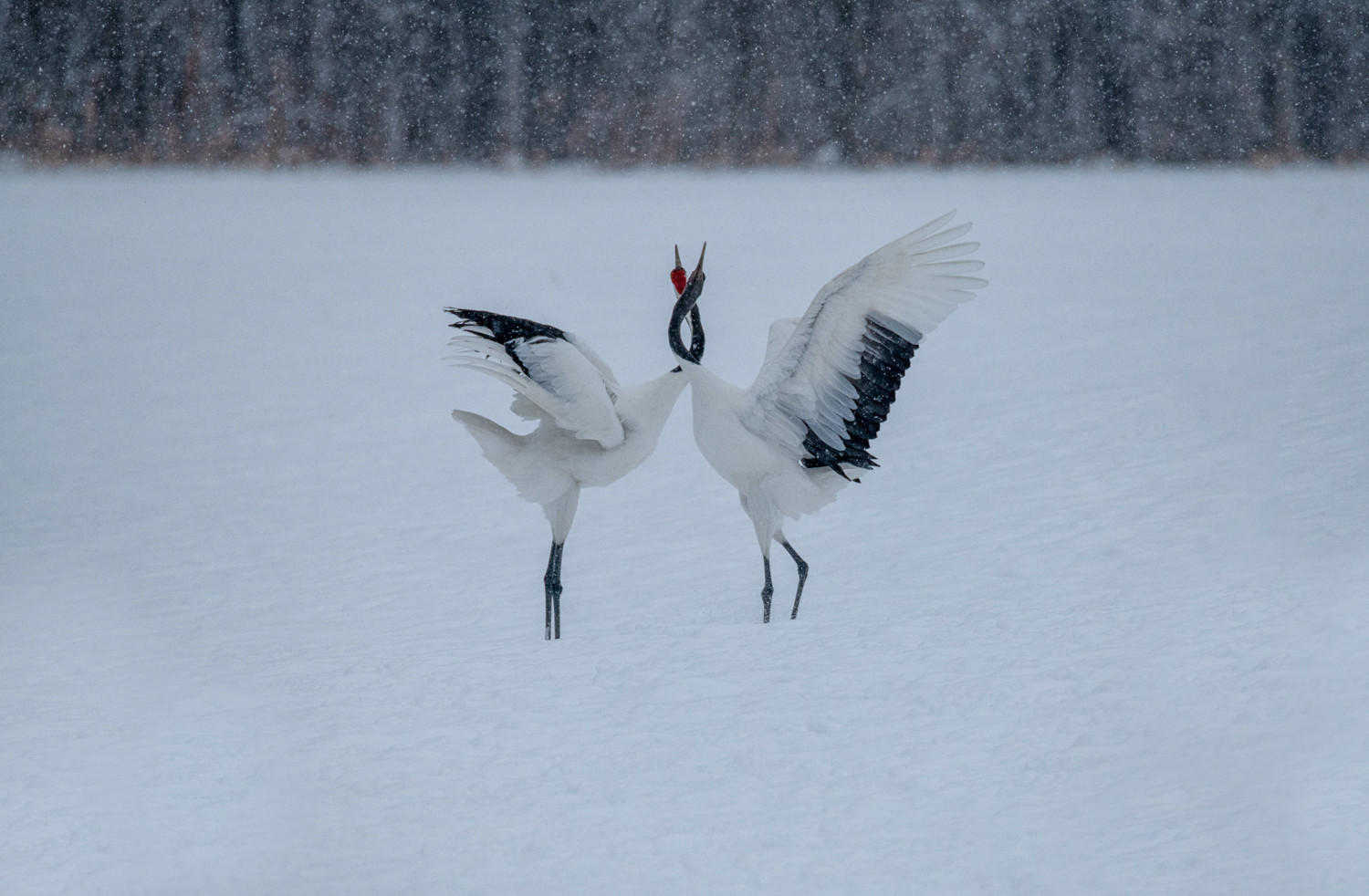 Amore : Japan, Hokkaido, Silent Snow : ELIZABETH SANJUAN PHOTOGRAPHY