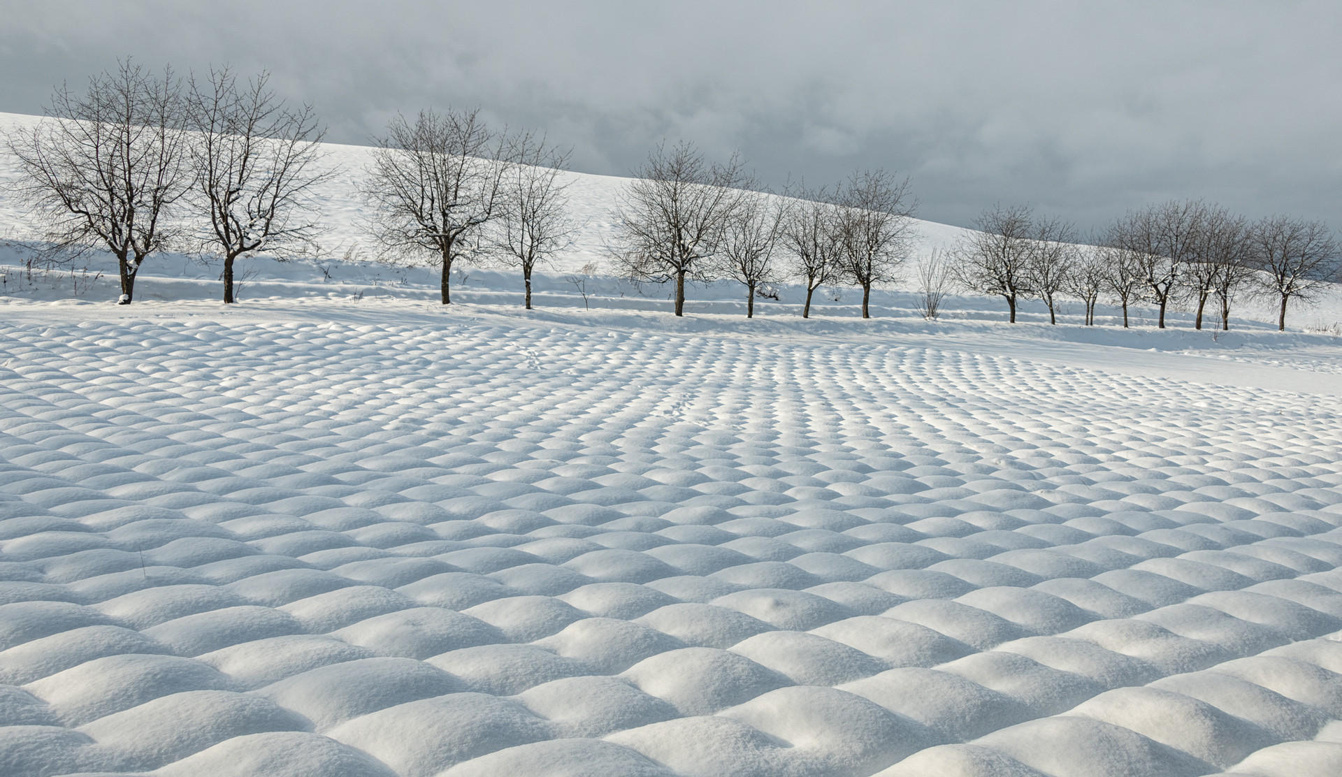 Dormant Lavender : Japan, Hokkaido, Silent Snow : ELIZABETH SANJUAN PHOTOGRAPHY
