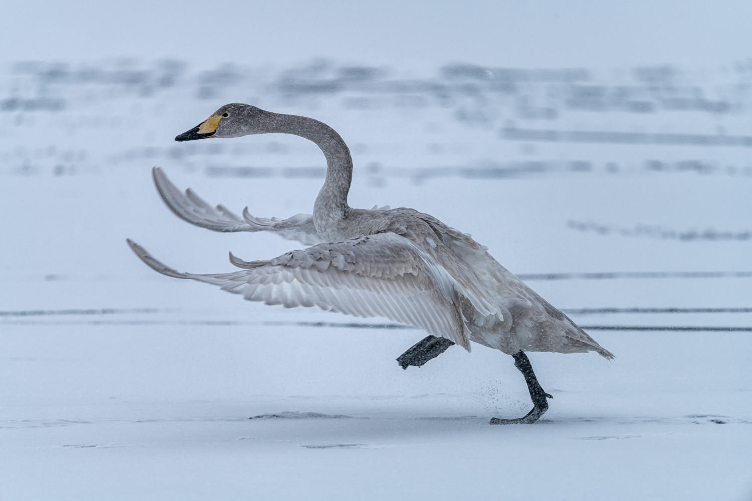 Whoopers Swan : Japan, Hokkaido, Snowbound : ELIZABETH SANJUAN PHOTOGRAPHY