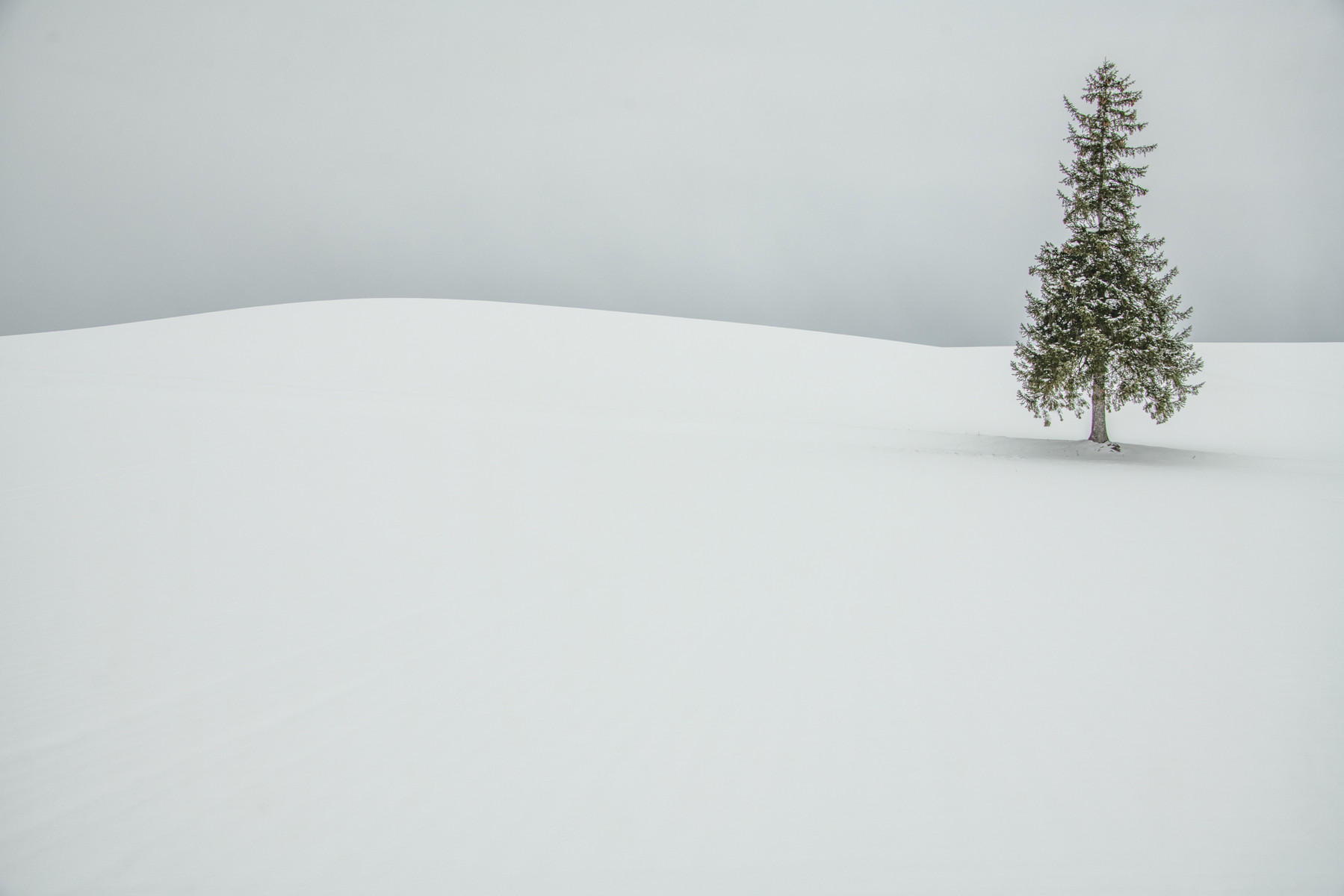 Solo Pine : Japan, Hokkaido, Silent Snow : ELIZABETH SANJUAN PHOTOGRAPHY