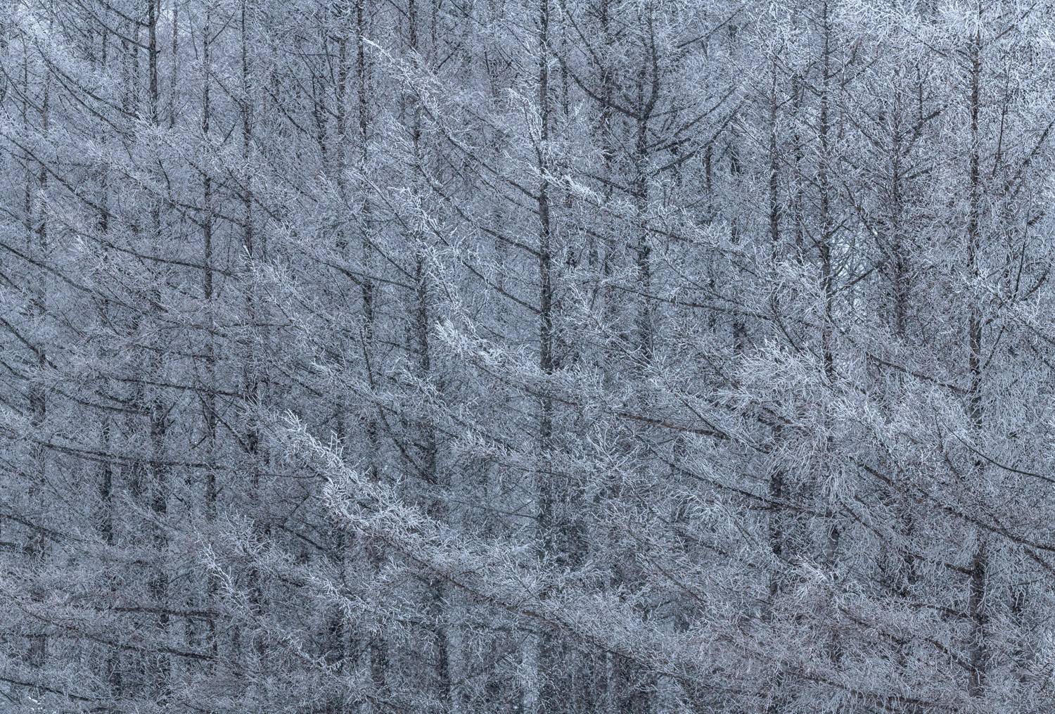 First Snow : Japan, Hokkaido, Silent Snow : ELIZABETH SANJUAN PHOTOGRAPHY