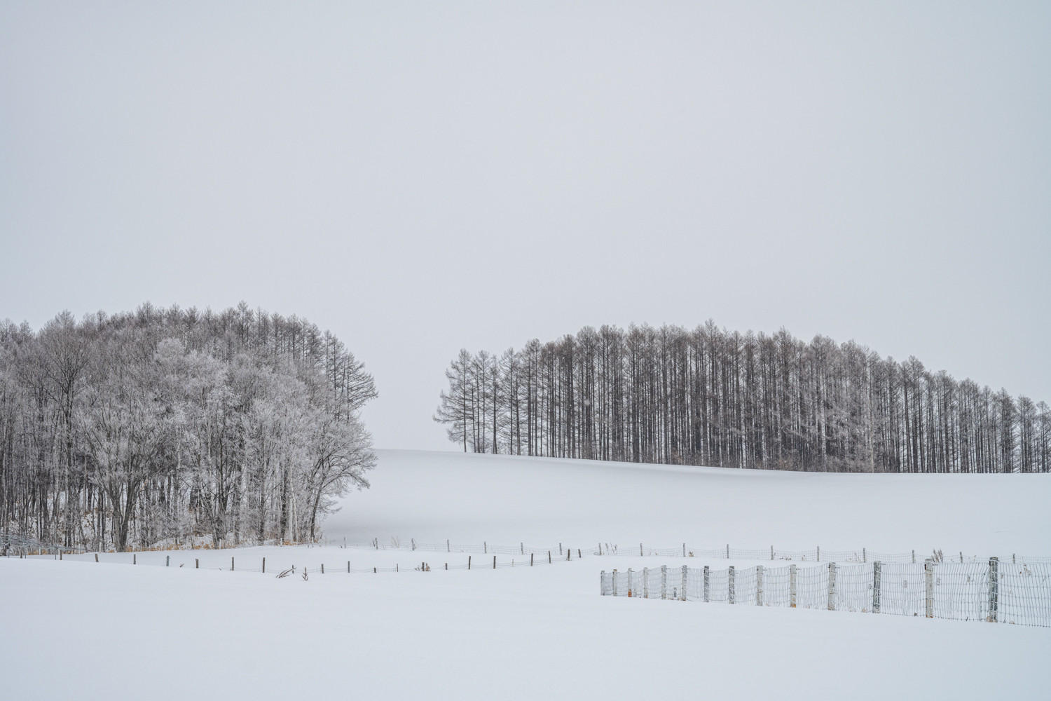 Through the Trees : Japan, Hokkaido, Silent Snow : ELIZABETH SANJUAN PHOTOGRAPHY
