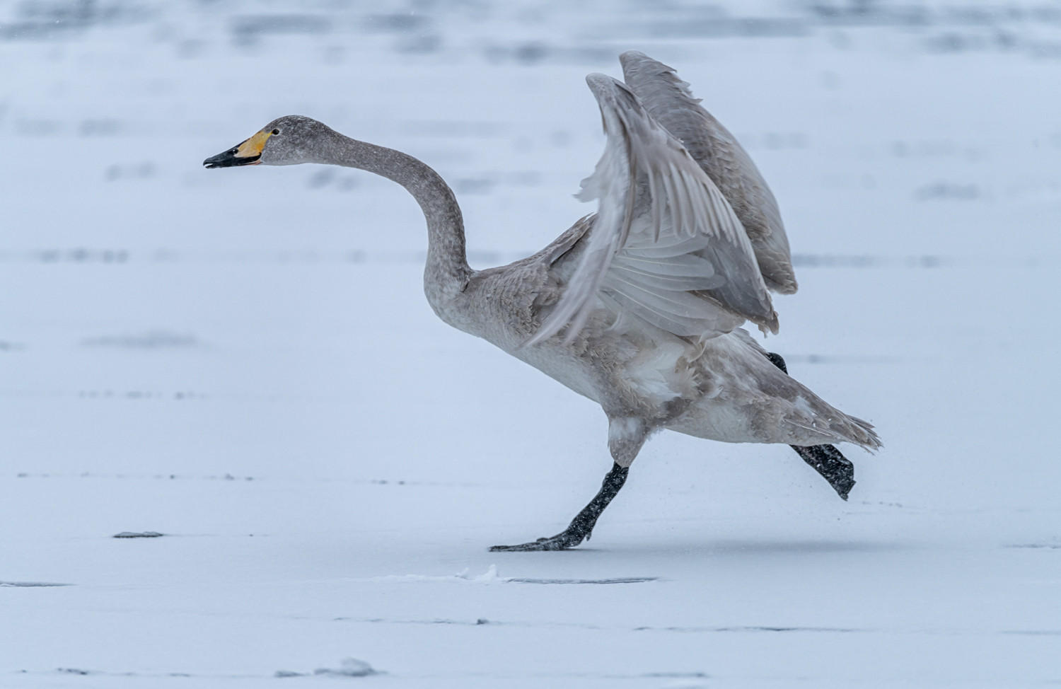 Whoopers Swan II : Japan, Hokkaido, Snowbound : ELIZABETH SANJUAN PHOTOGRAPHY