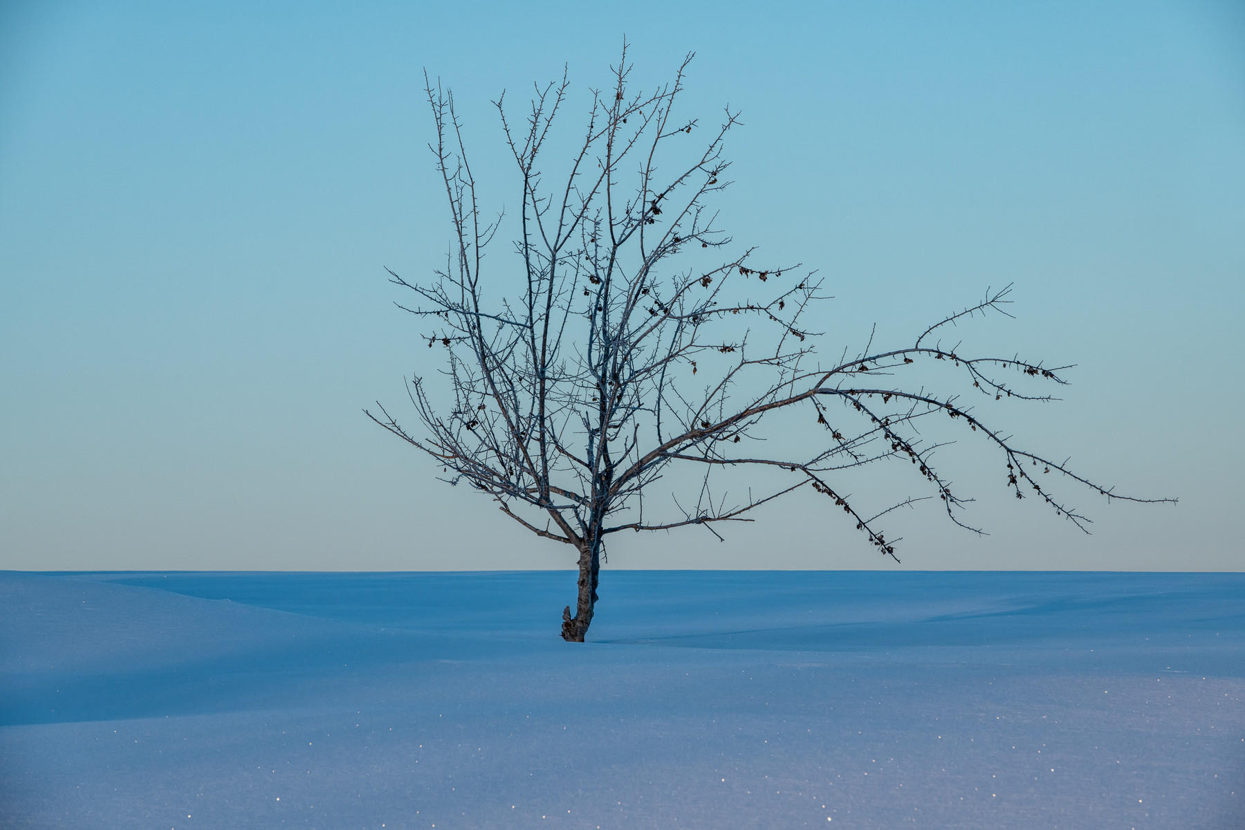 Dawn : Japan, Hokkaido, Snowbound : ELIZABETH SANJUAN PHOTOGRAPHY