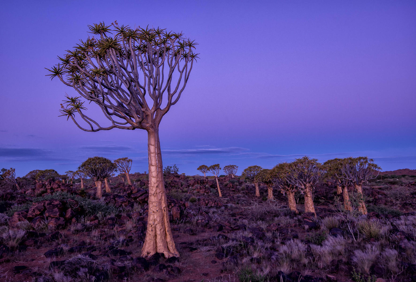 Quiver Trees, the Golden Hour, Namibia : Trees, Our Oxygen : ELIZABETH SANJUAN PHOTOGRAPHY