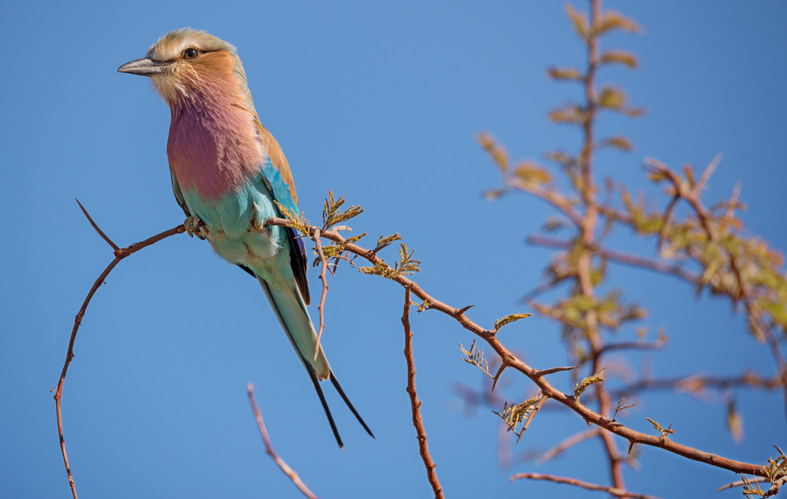 Lilac Breasted Roller : Zimbabwe, Where Elephants Reign : ELIZABETH SANJUAN PHOTOGRAPHY