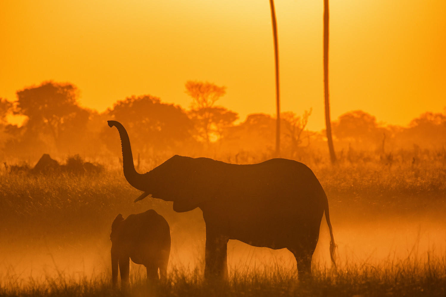 Elephant Smell : Zimbabwe, Where Elephants Reign : ELIZABETH SANJUAN PHOTOGRAPHY