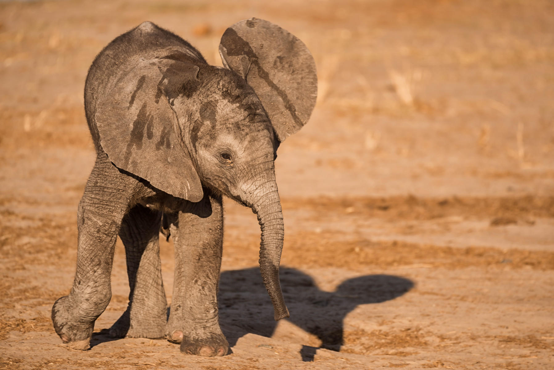 Oh Baby Love, Elephant  : Earthbound : ELIZABETH SANJUAN PHOTOGRAPHY