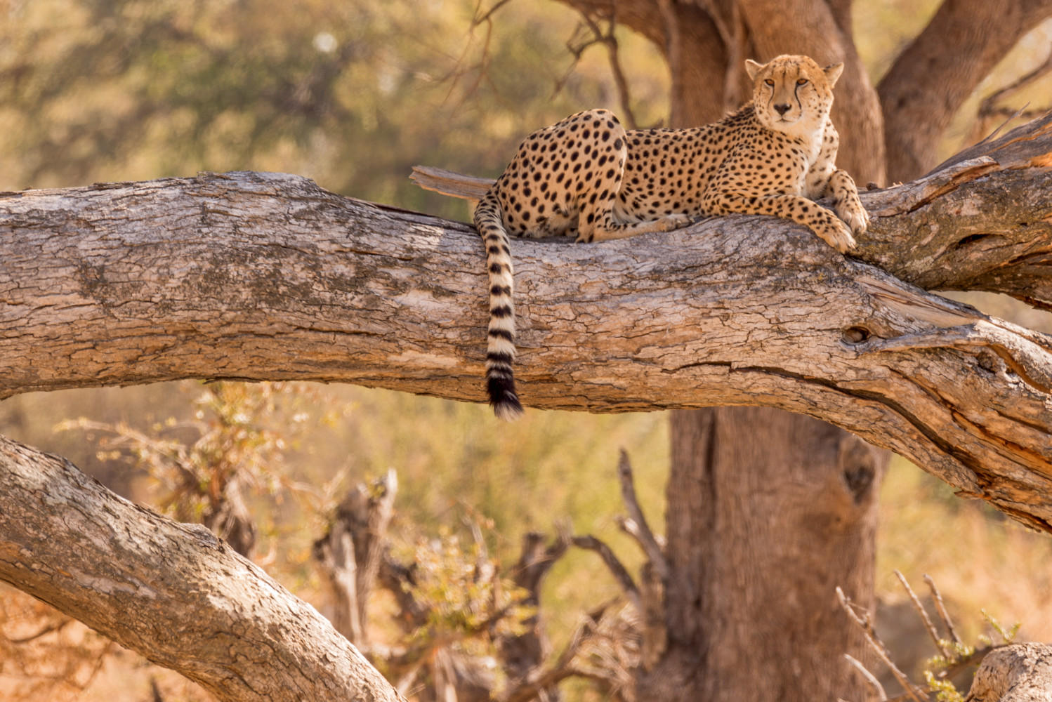 Cheetah Chilling : Zimbabwe, Where Elephants Reign : ELIZABETH SANJUAN PHOTOGRAPHY