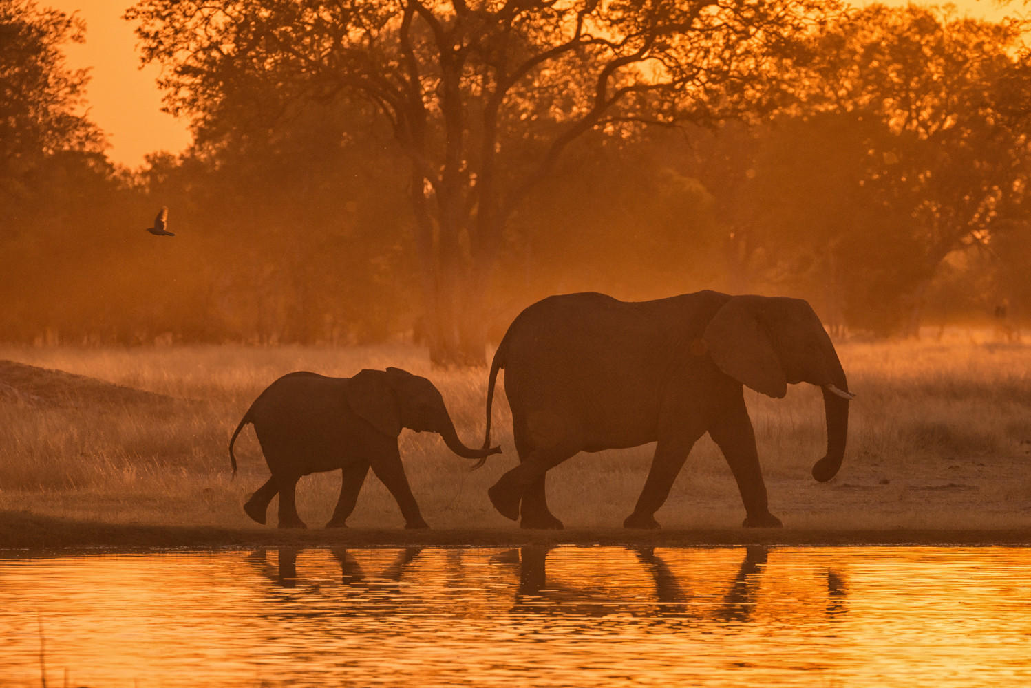 Sunset Stroll : Zimbabwe, Where Elephants Reign : ELIZABETH SANJUAN PHOTOGRAPHY