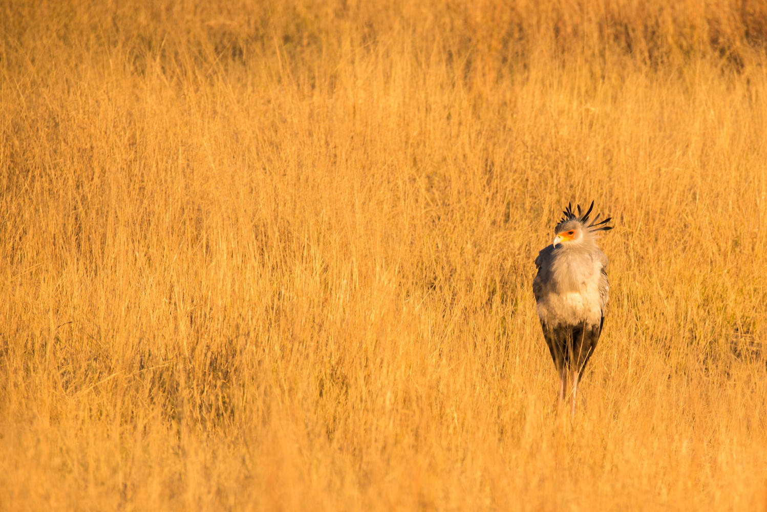 Secretary Bird : Zimbabwe, Where Elephants Reign : ELIZABETH SANJUAN PHOTOGRAPHY