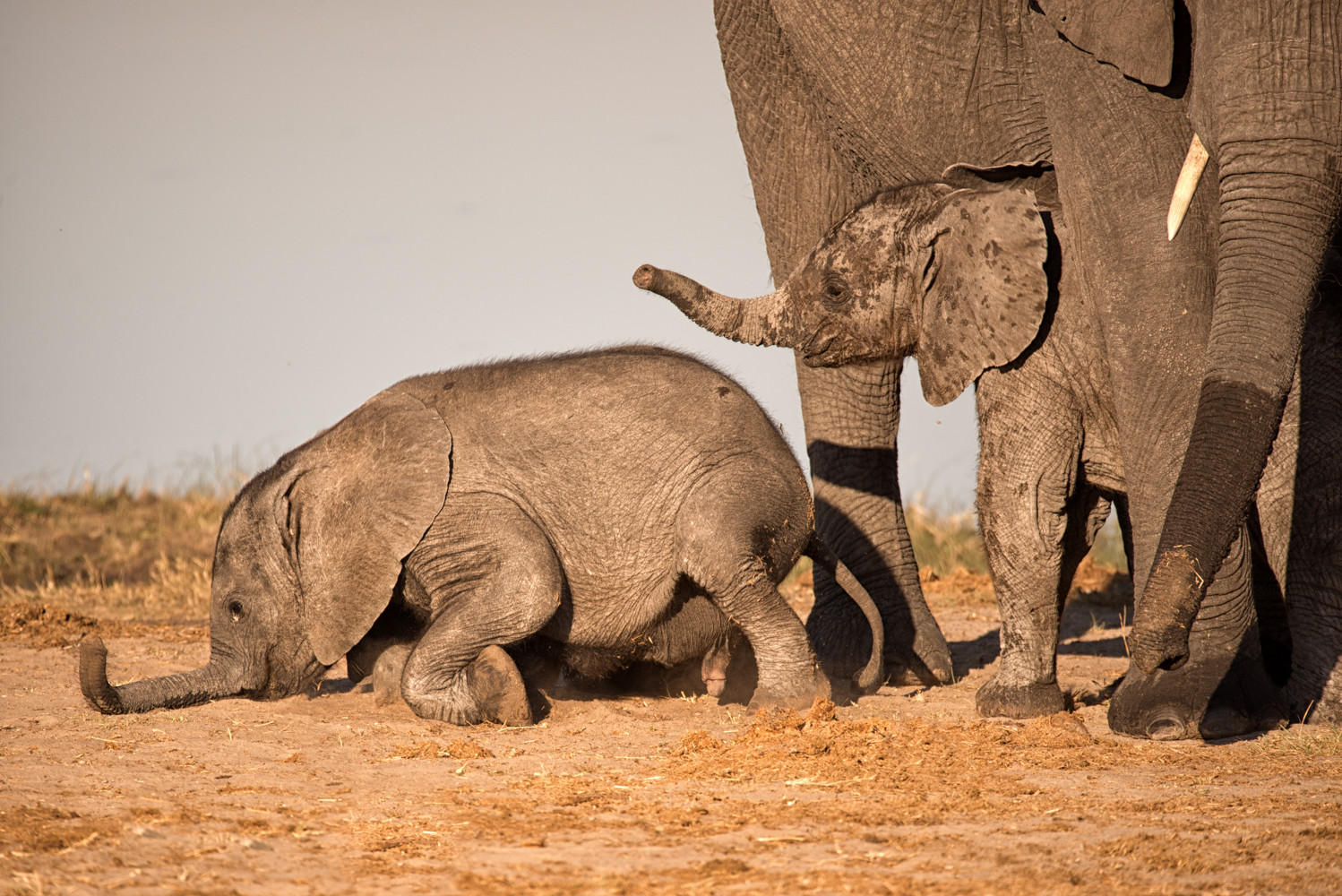 A Gentle Nudge : Zimbabwe, Where Elephants Reign : ELIZABETH SANJUAN PHOTOGRAPHY