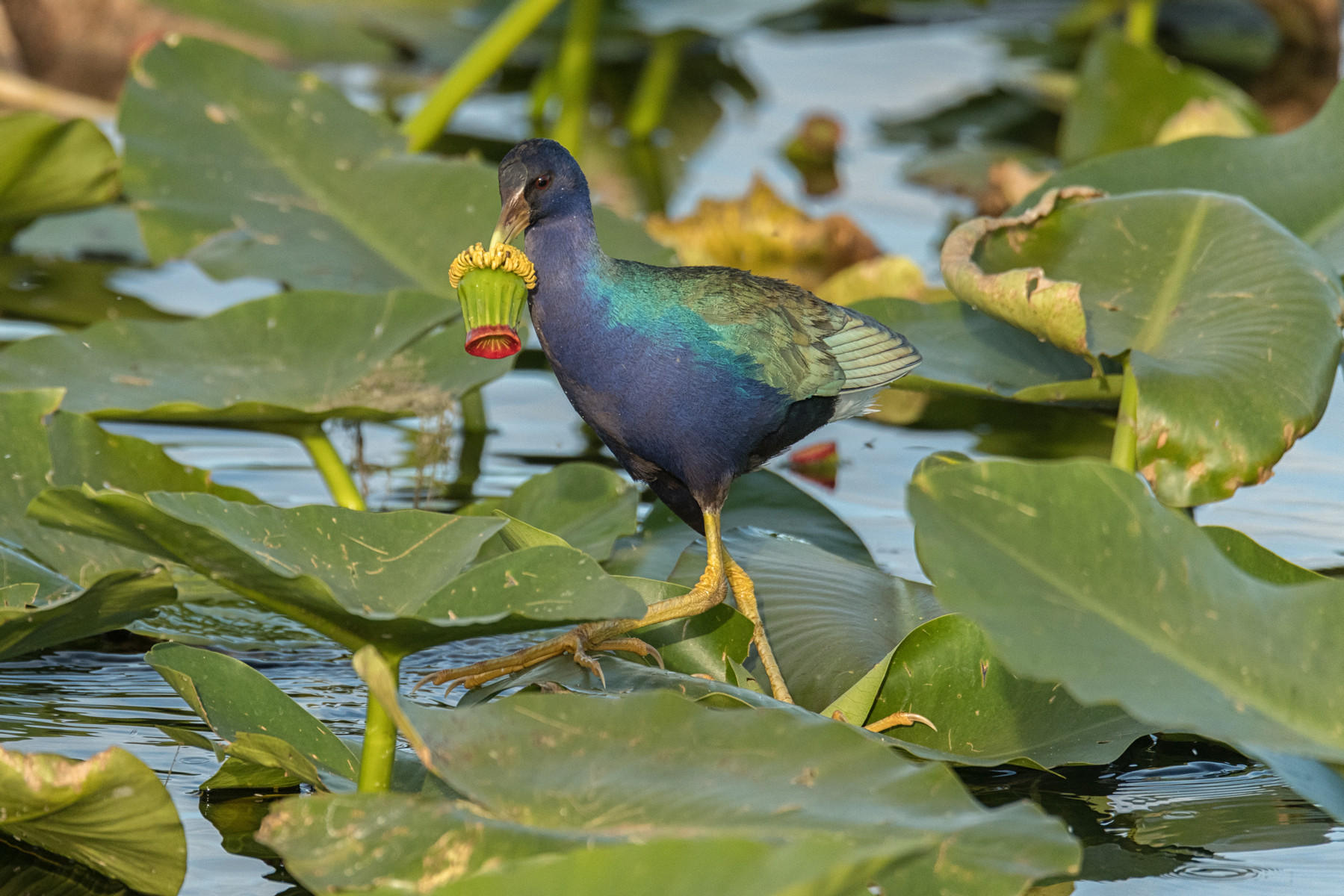  Purple Gallinule with a Flower : Winged Ones, Birds, Butterflies, Dragonflies... : ELIZABETH SANJUAN PHOTOGRAPHY