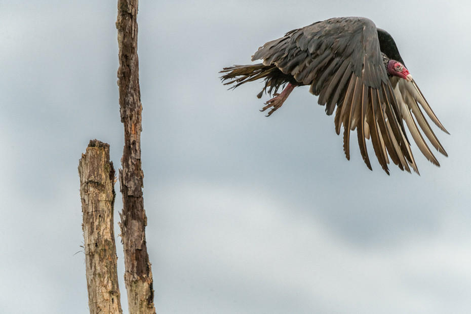 Turkey Vulture : Winged Ones, Birds, Butterflies, Dragonflies... : ELIZABETH SANJUAN PHOTOGRAPHY