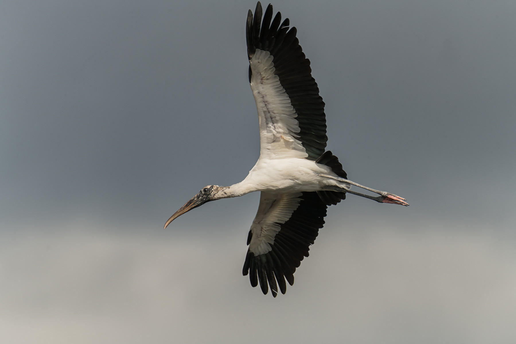 Wood Stork in Flight : Winged Ones, Birds, Butterflies, Dragonflies... : ELIZABETH SANJUAN PHOTOGRAPHY