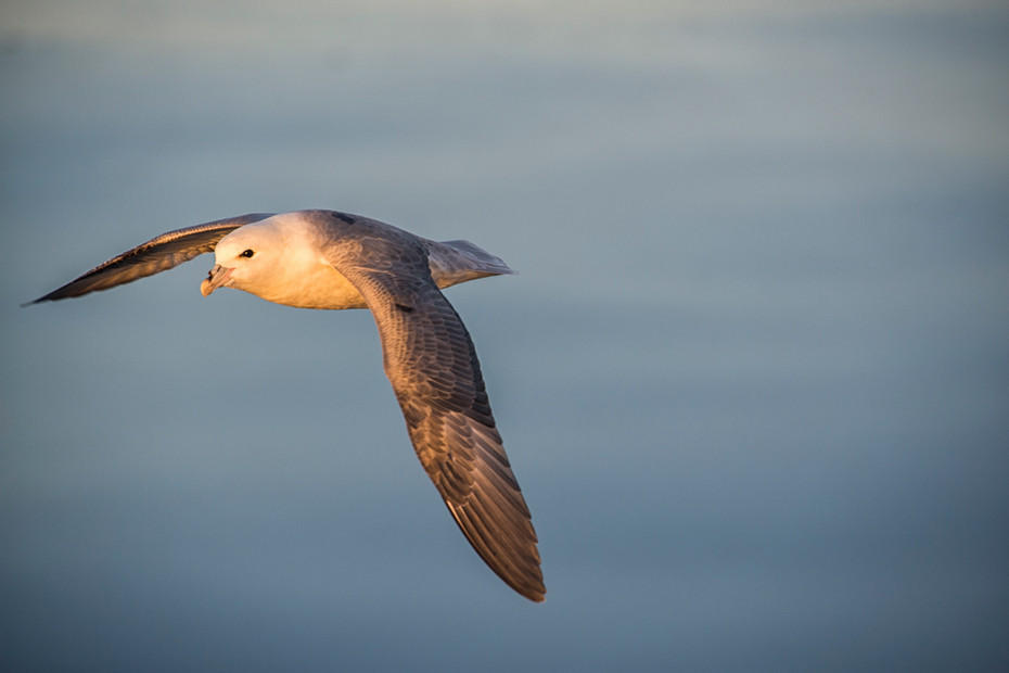 Fulmar : Winged Ones, Birds, Butterflies, Dragonflies... : ELIZABETH SANJUAN PHOTOGRAPHY