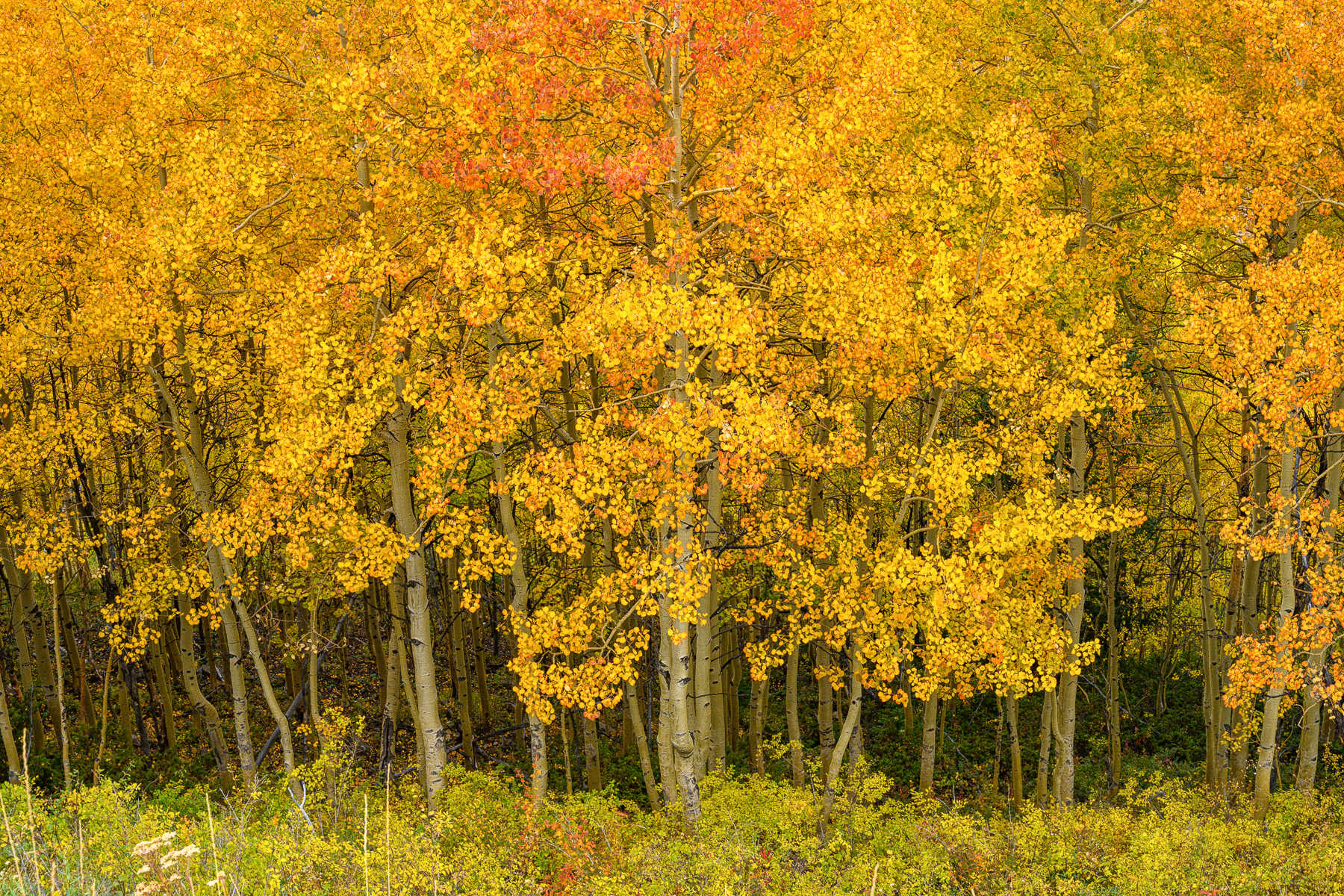 Aspen's in the fall, Colorado.
 : Trees, Our Oxygen : ELIZABETH SANJUAN PHOTOGRAPHY