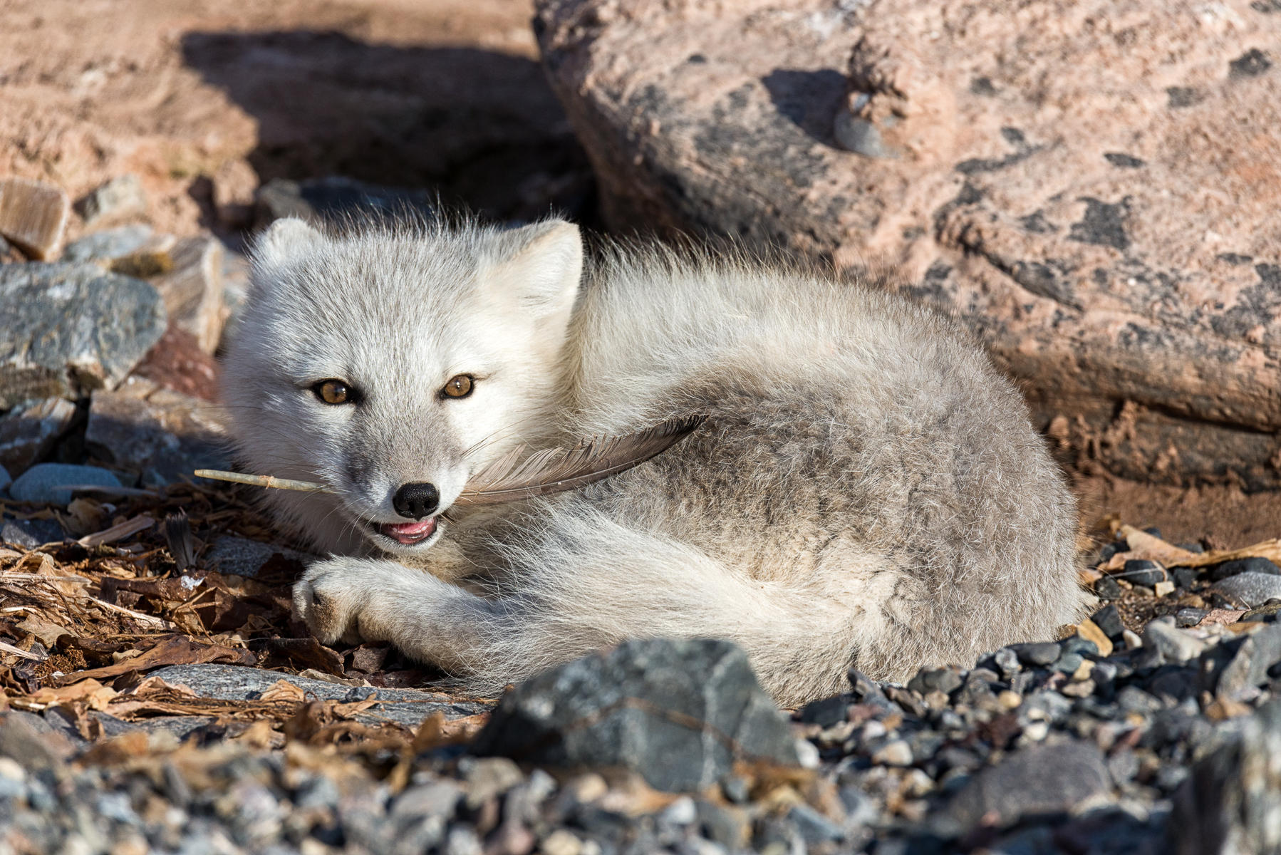 Fox and its Feather : Earthbound : ELIZABETH SANJUAN PHOTOGRAPHY