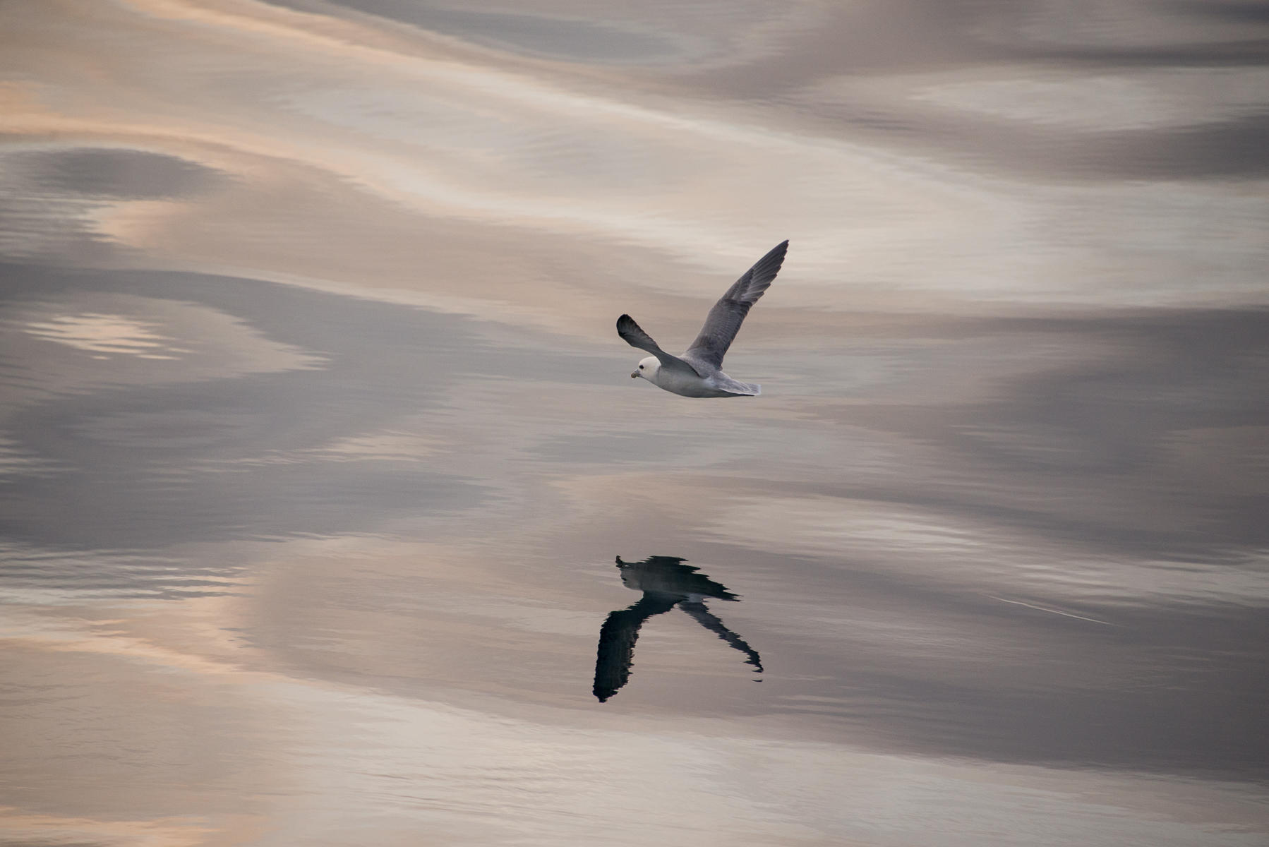 The Gull and the Mirror
 : Arctic, A Sea of Ice : ELIZABETH SANJUAN PHOTOGRAPHY