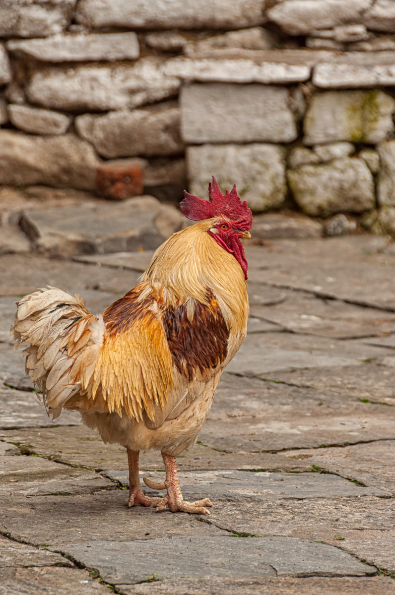 Rooster : Bhutan, The Land of Happiness : ELIZABETH SANJUAN PHOTOGRAPHY