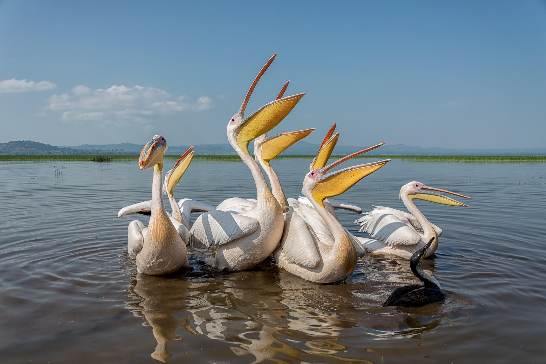 White Pelicans  : Winged Ones, Birds, Butterflies, Dragonflies... : ELIZABETH SANJUAN PHOTOGRAPHY
