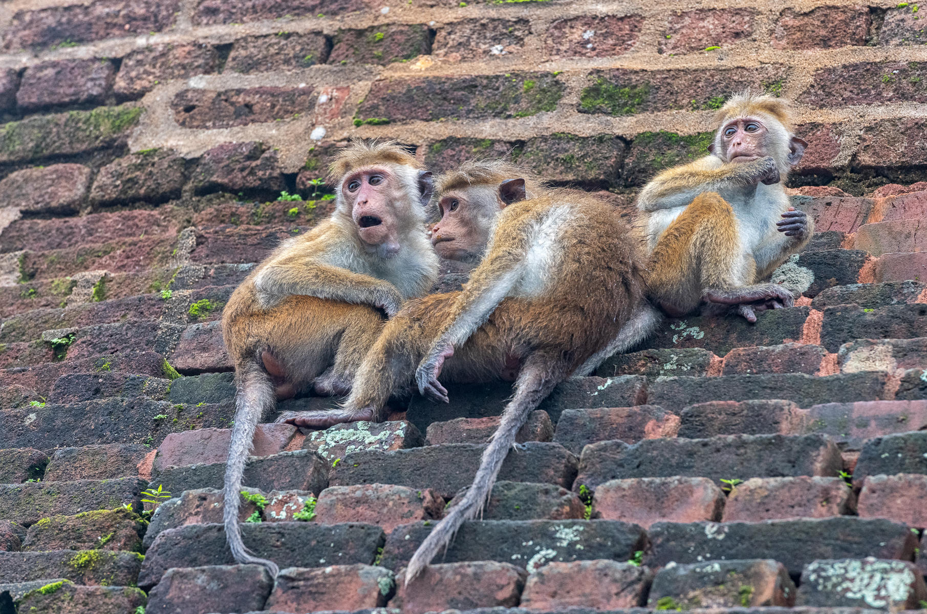 Three Macaques : Earthbound : ELIZABETH SANJUAN PHOTOGRAPHY
