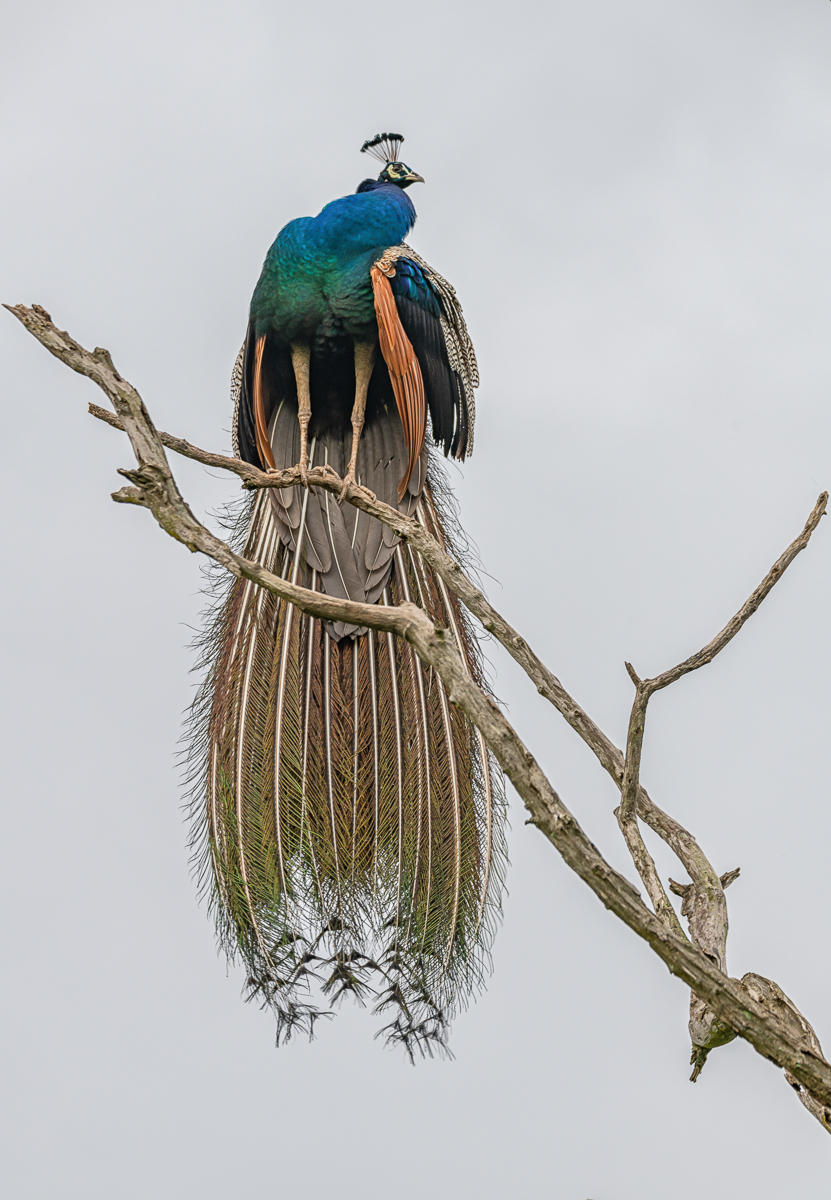 Perched Peacock : India & Sri Lanka, Resounding Colors : ELIZABETH SANJUAN PHOTOGRAPHY
