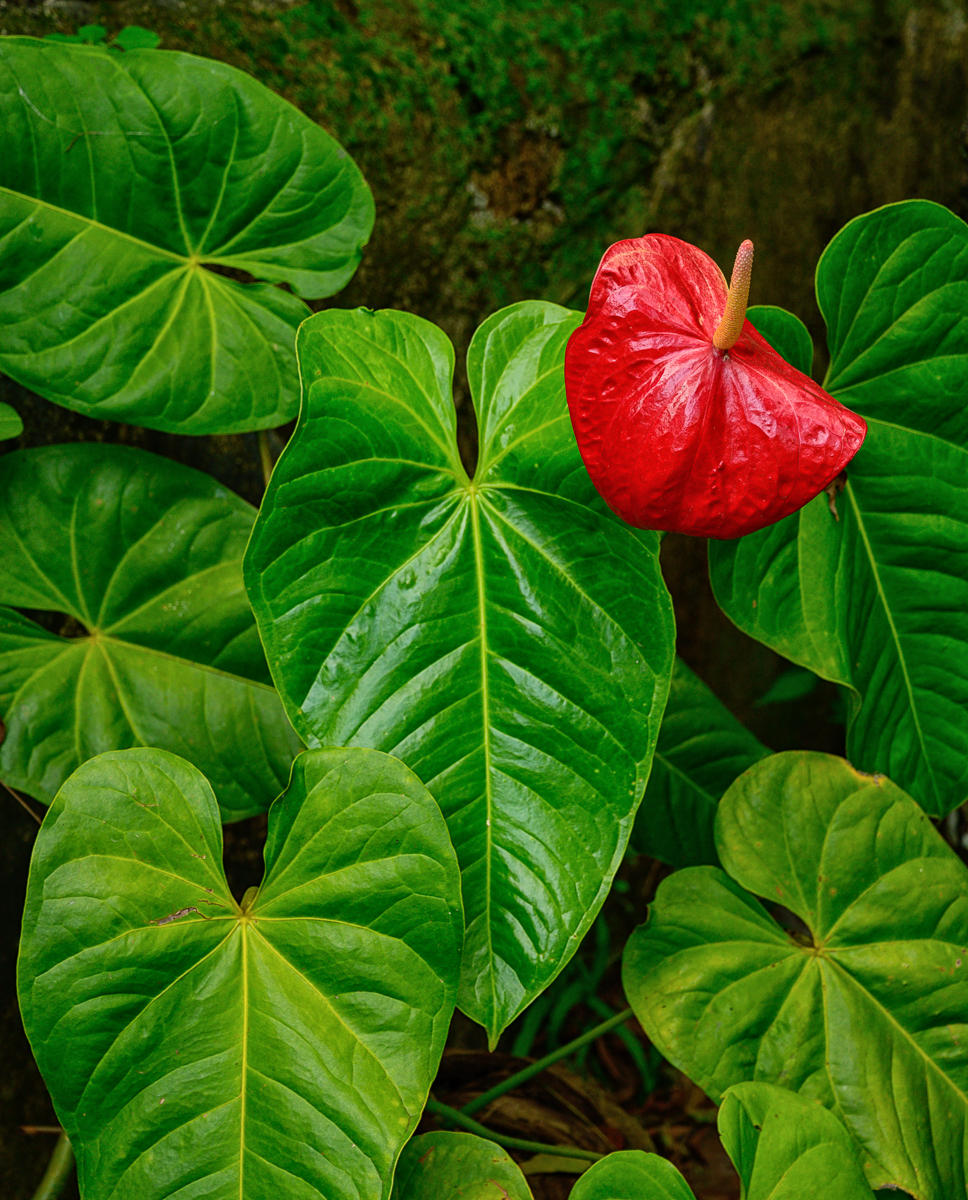 Anthurium : India & Sri Lanka, Resounding Colors : ELIZABETH SANJUAN PHOTOGRAPHY