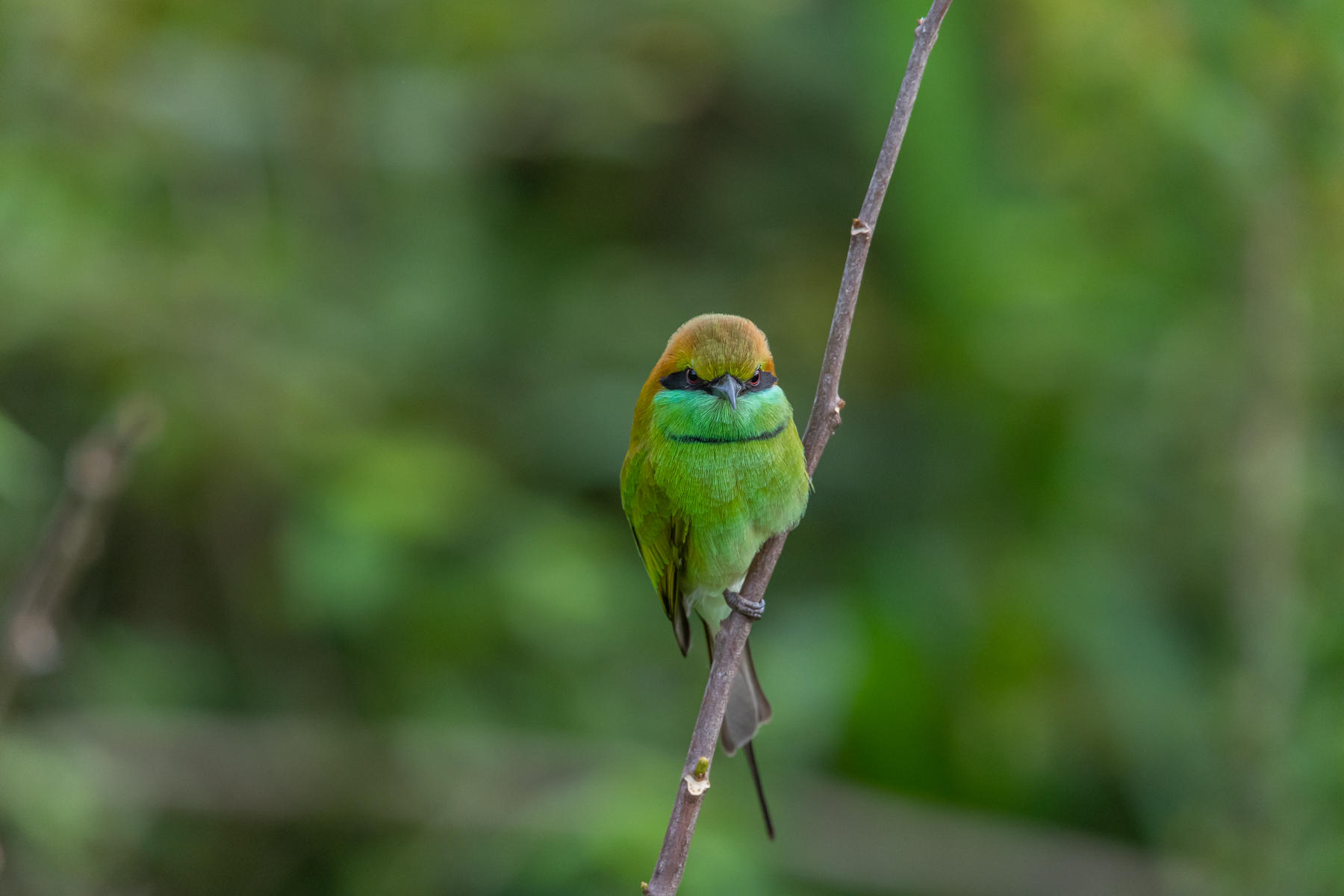 Bee Eater : Winged Ones, Birds : ELIZABETH SANJUAN PHOTOGRAPHY