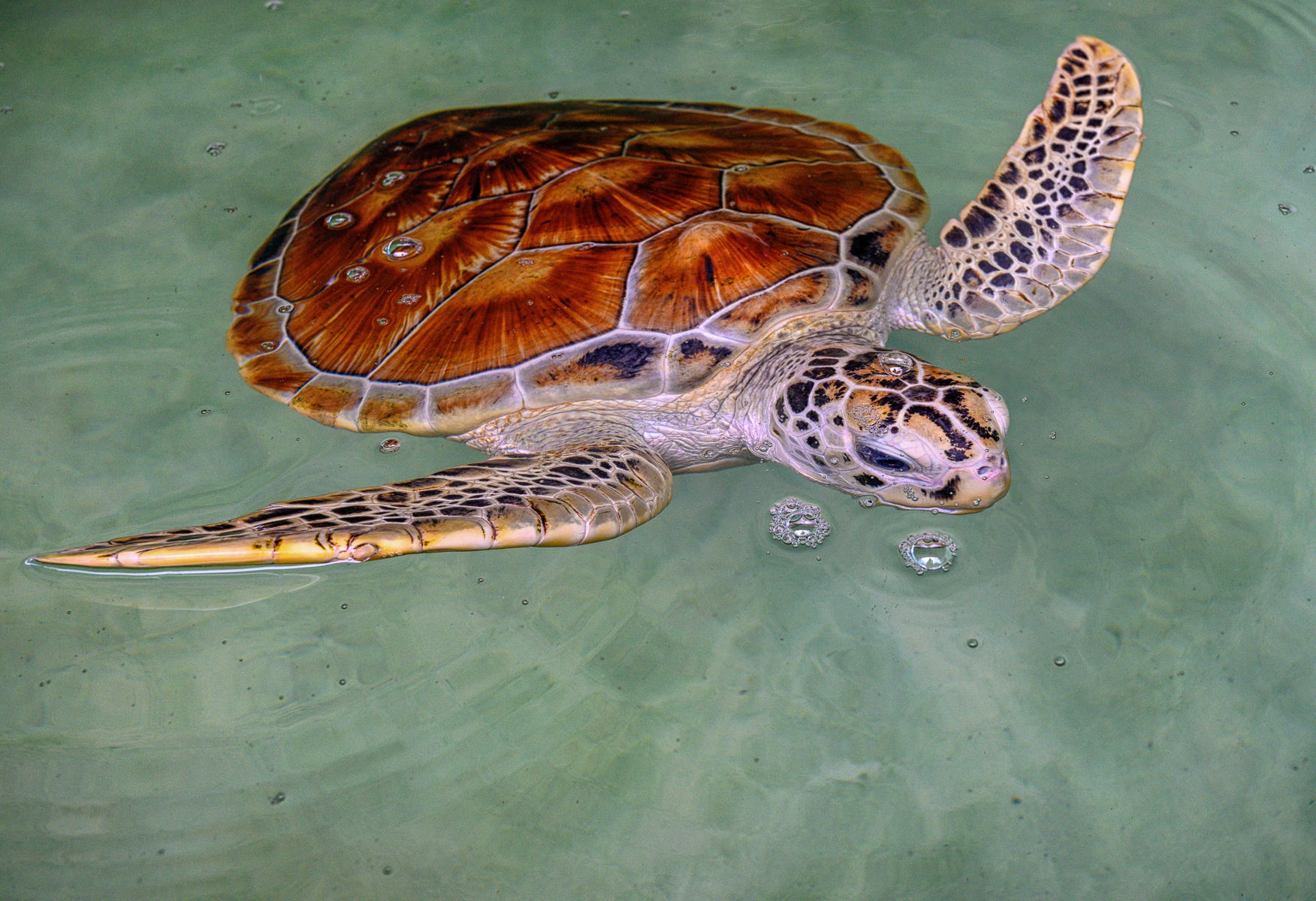 Turtle : India & Sri Lanka, Resounding Colors : ELIZABETH SANJUAN PHOTOGRAPHY
