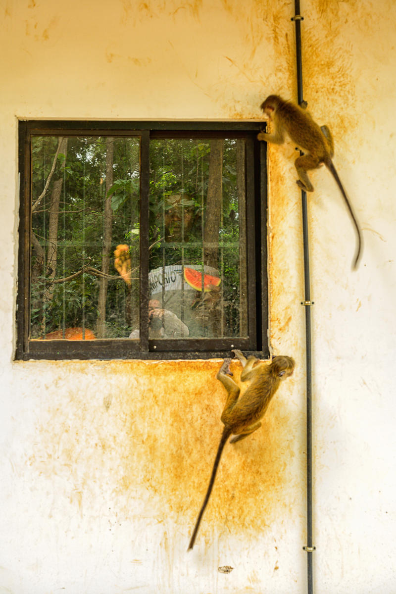 Watermelon Macaques : India & Sri Lanka, Resounding Colors : ELIZABETH SANJUAN PHOTOGRAPHY