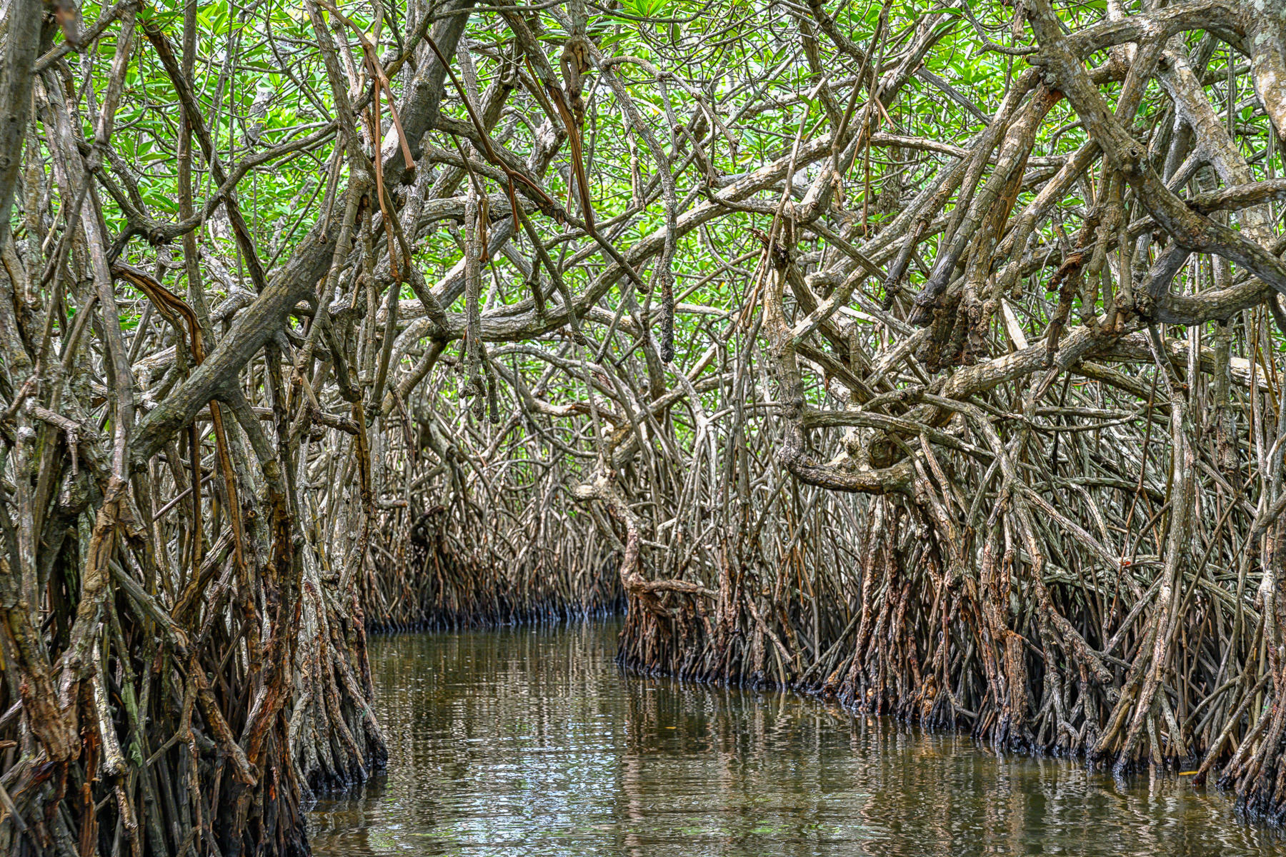 Mangroves, Sri Lanka : Trees, Our Oxygen : ELIZABETH SANJUAN PHOTOGRAPHY