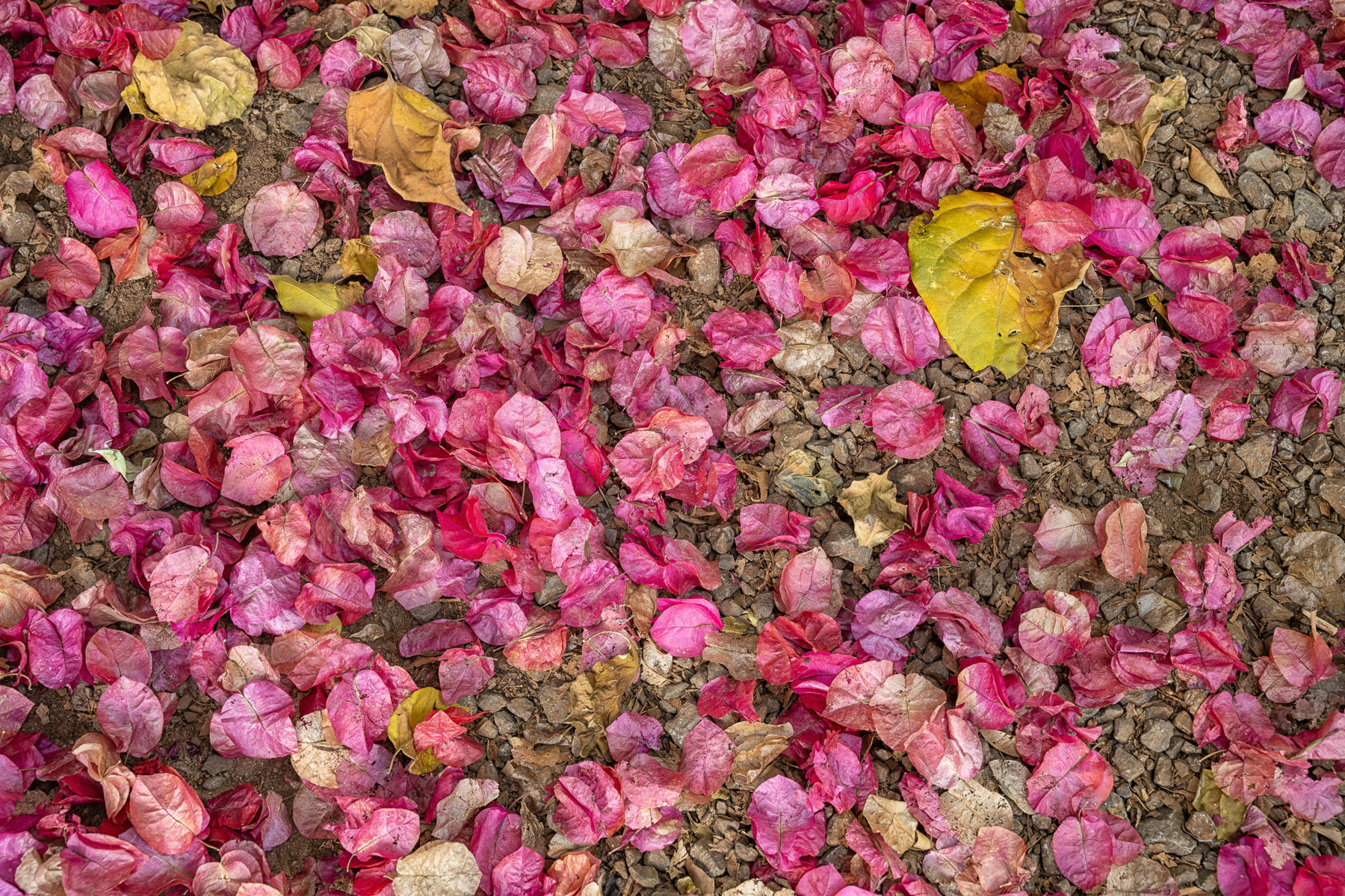 Bougainvillea : Kenya, Lamu, Where the World is Still : ELIZABETH SANJUAN PHOTOGRAPHY