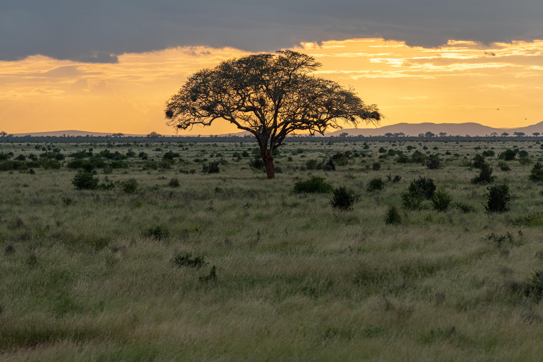 Acacia Tree Sunset, Kenya : Trees, Our Oxygen : ELIZABETH SANJUAN PHOTOGRAPHY